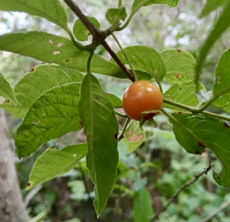 pre Order - Campomanesia aromatica var. Orange - 1 fresh seed / 1 frischer Samen