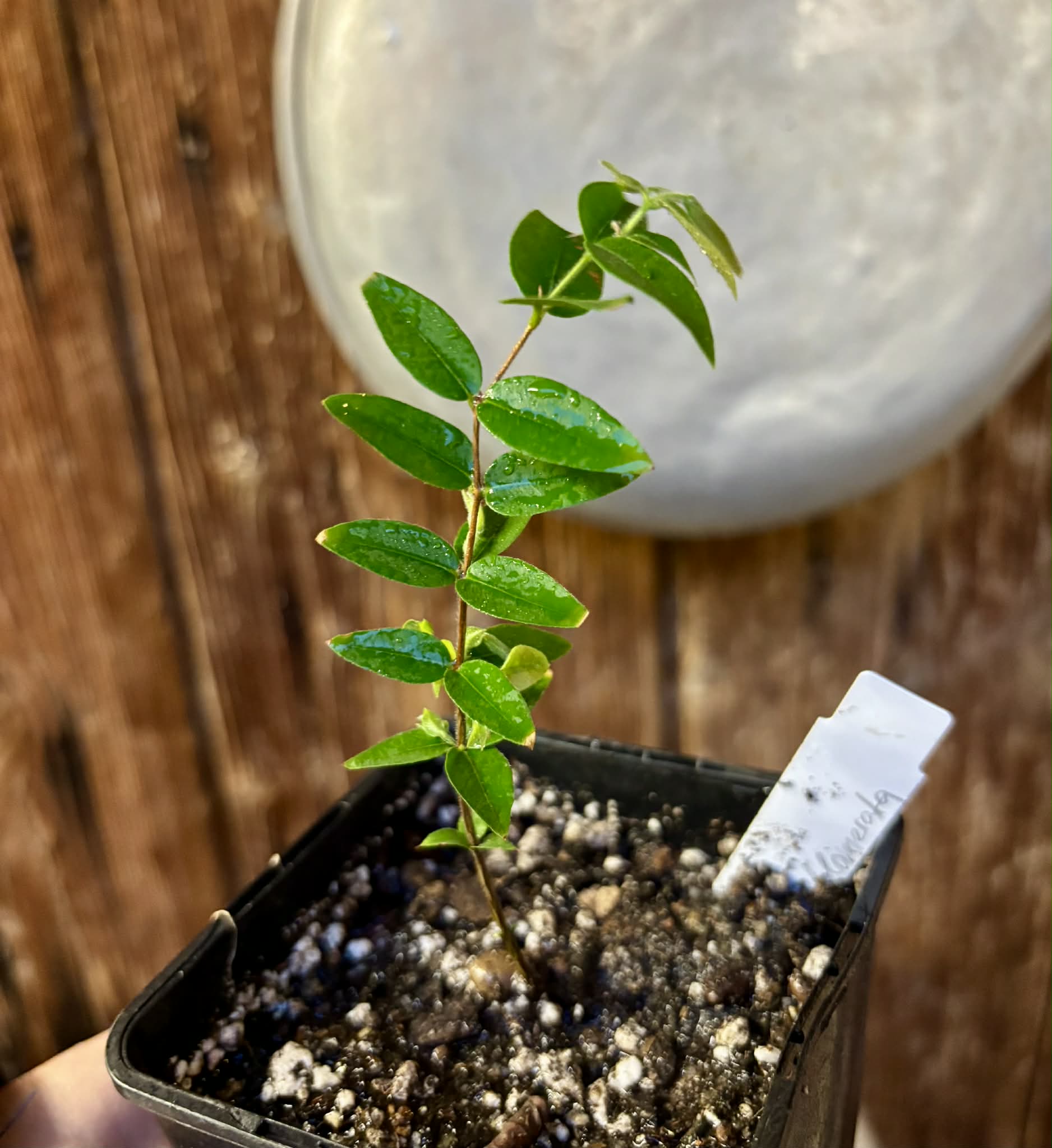 Myrciaria sp Cabeludinha preta (Blue Glomerata) - 1 small pottet seedling / 1 kleiner, getopfter Sämling