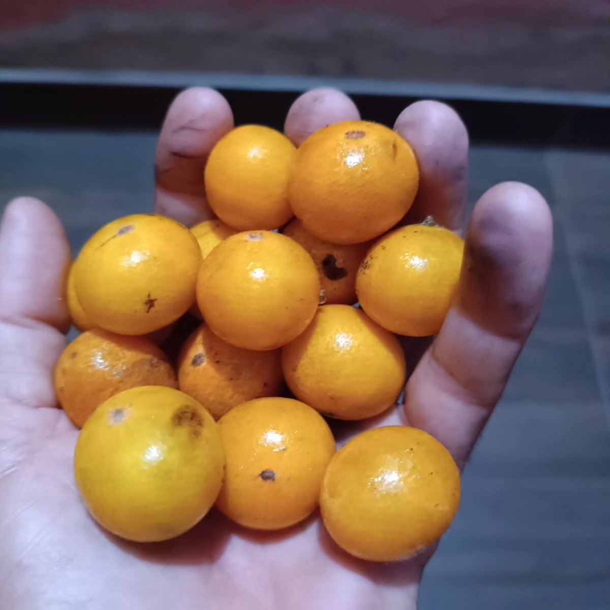 Pre Order - Myrciaria guaquiea - 1 fresh seed / 1 frischer Samen