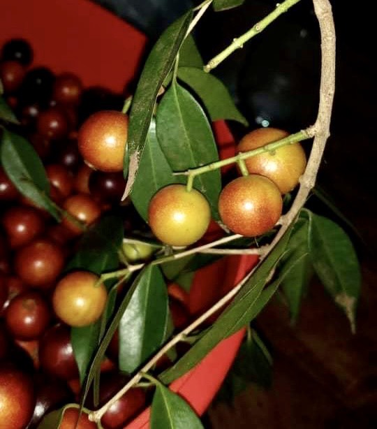 over 2 years old - Plinia rivularis - 1 potted plant / 1 getopfte Pflanze