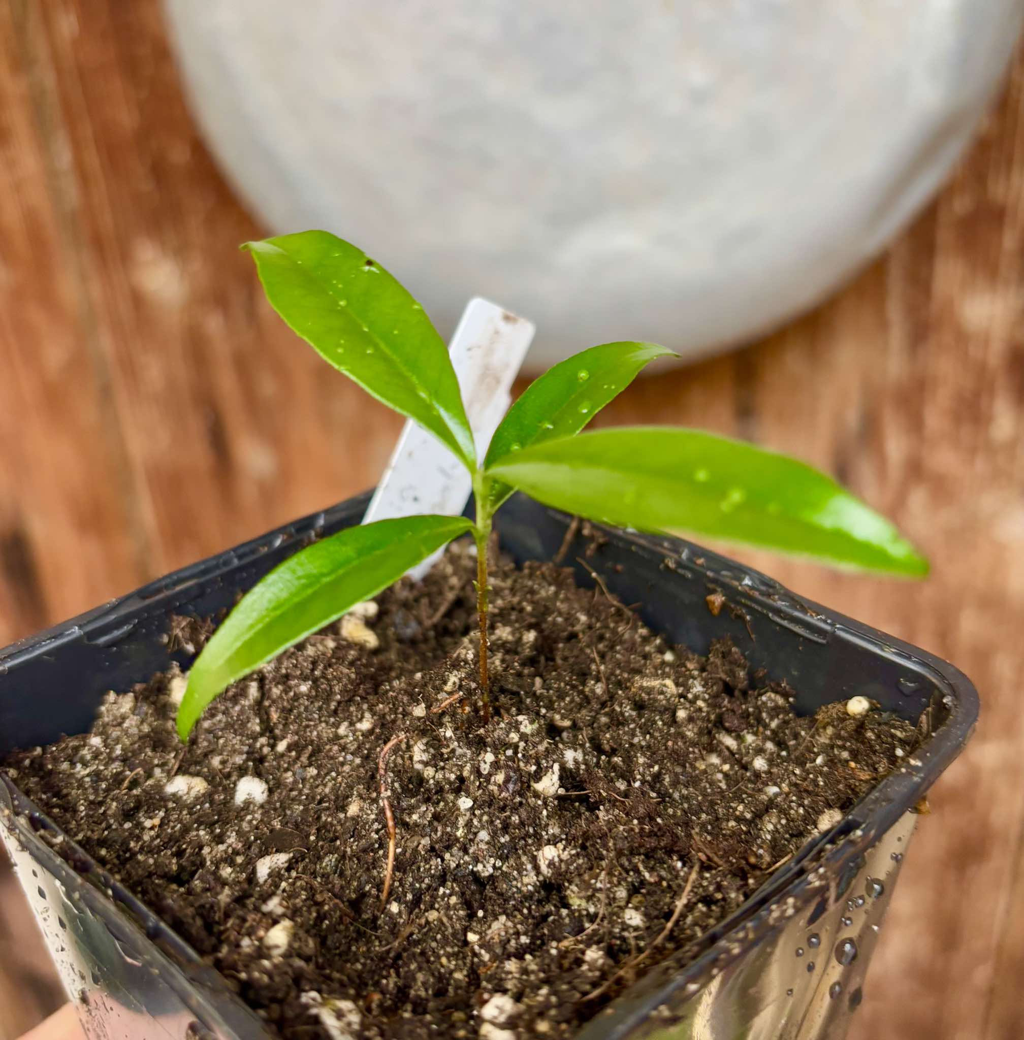 Guapijuim (Eugenia sclerocalyx) - 1 small potted seedling / 1 kleiner, getopfter Sämling Guapijuim (Eugenia sclerocalyx) - 1 small potted seedling / 1 kleiner, getopfter Sämling