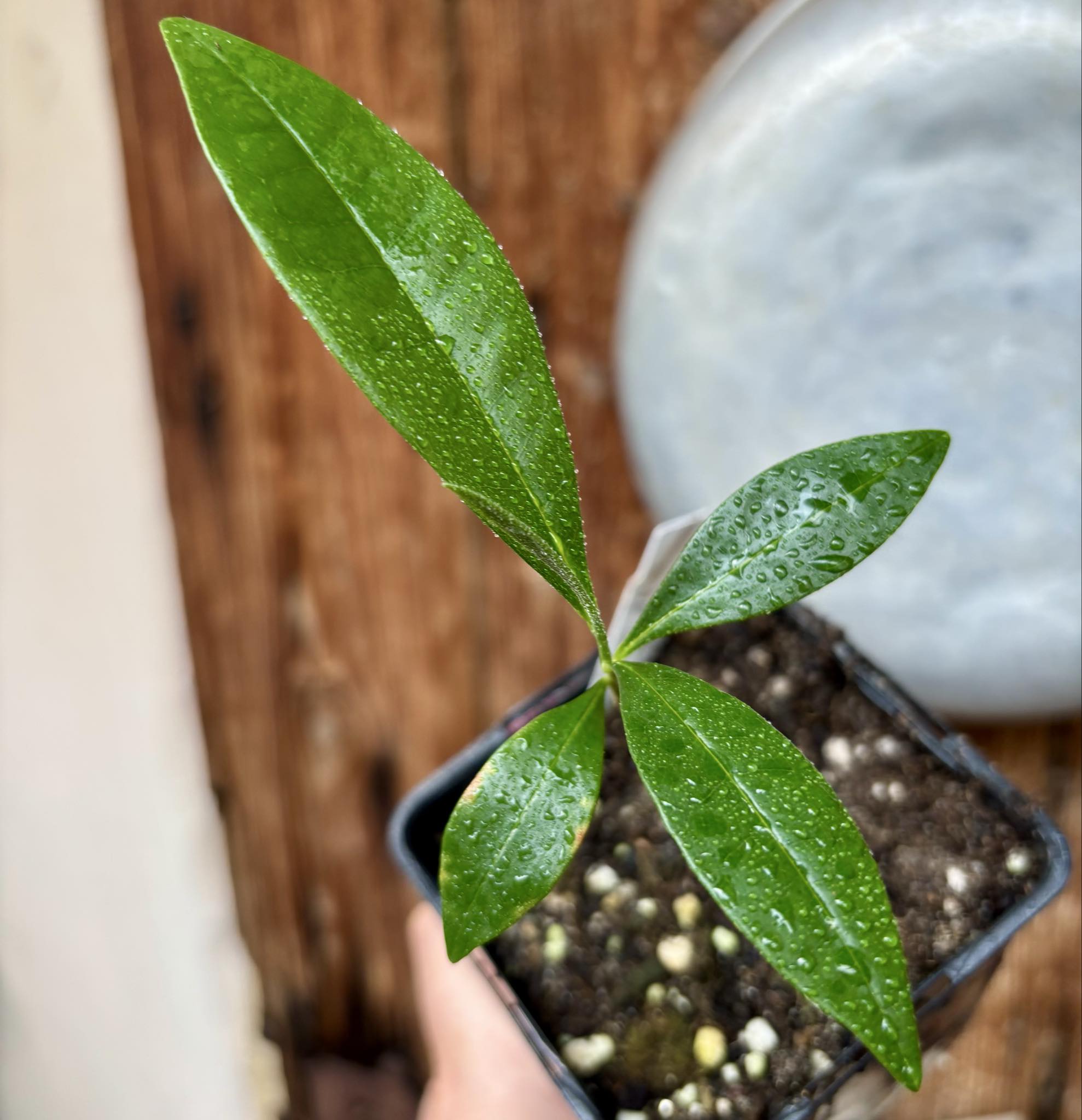 Duguetia aff. lanceolata - Pindauva Roxa -   1 potted plant / 1 getopfte Pflanze 