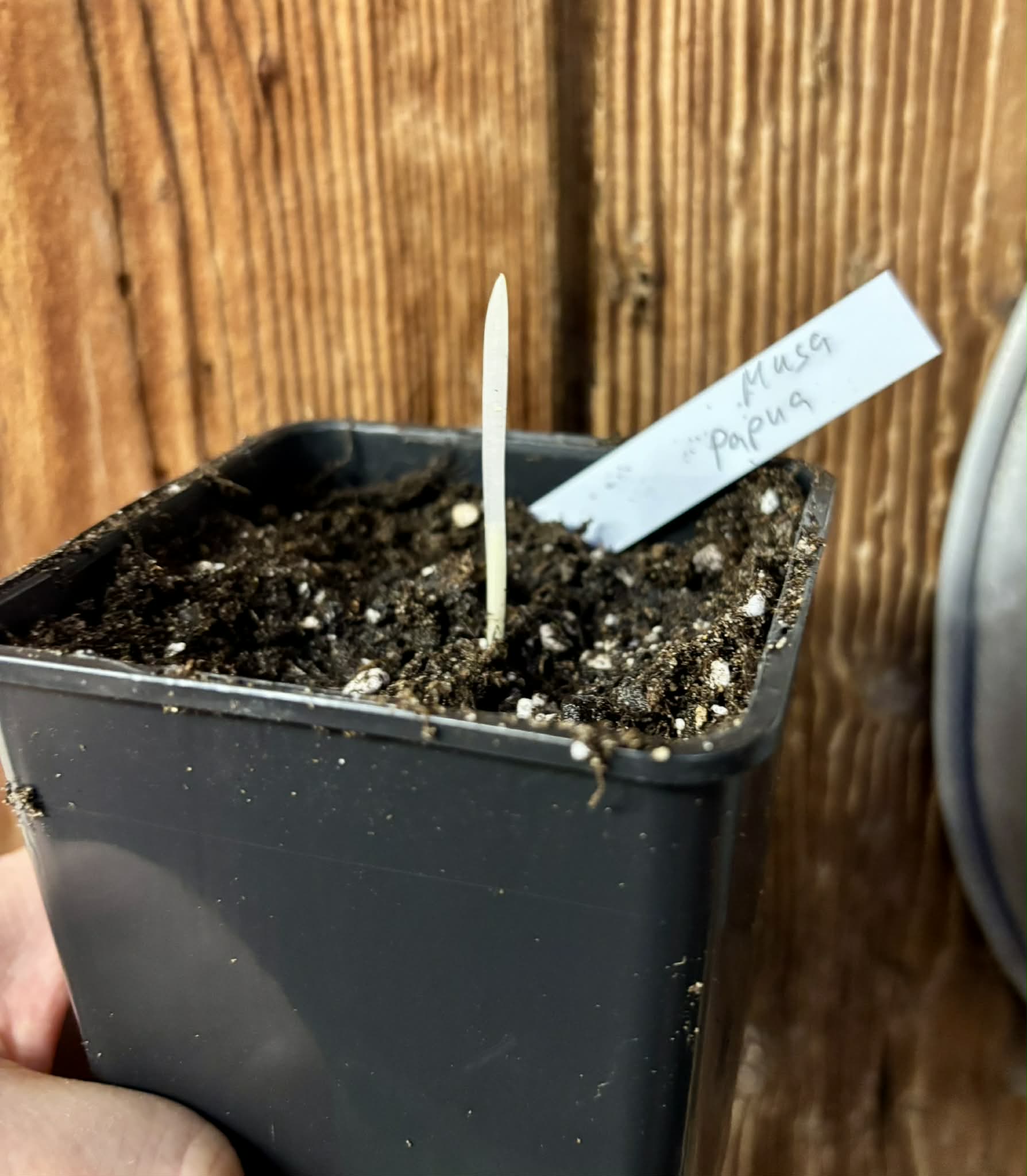 variegated - Musa acuminata Papua - 1 small potted seedling / 1 kleiner, getopfter Sämling
