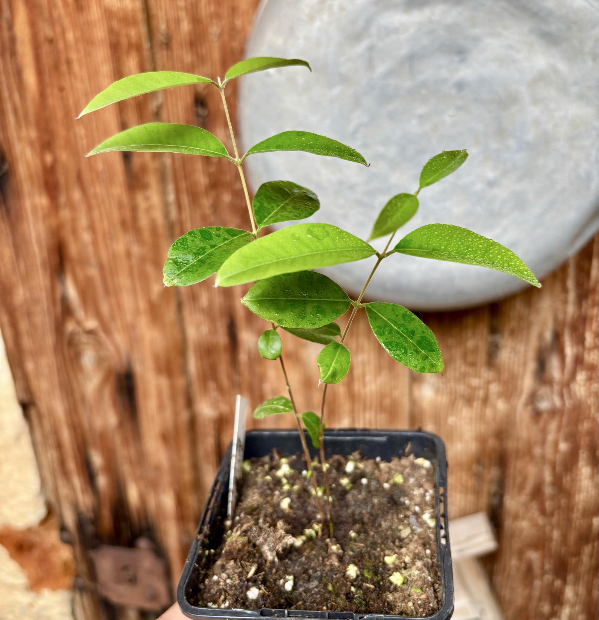 Uvaia do Visconde (Eugenia beaurepairiana) - potted seedling / 1 getopfter Sämling
