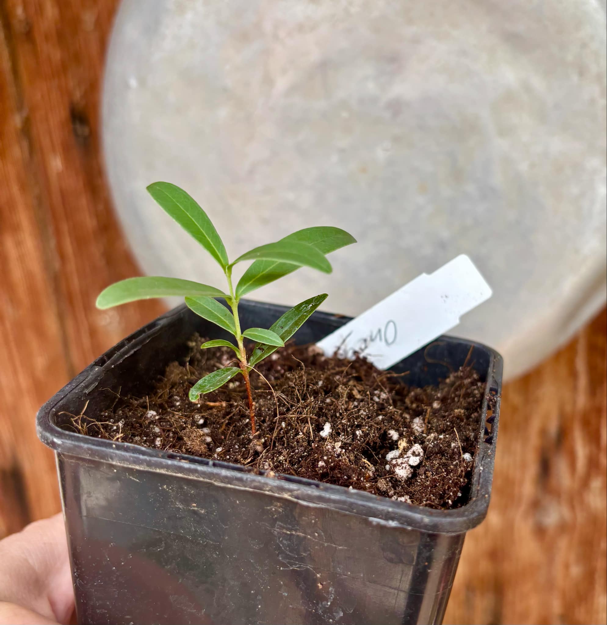 CEREJINHA DE JAGUARIÚNA - Eugenia punicifolia var. Oncas Doce - 1 potted plant / 1 getopfte Pflanze