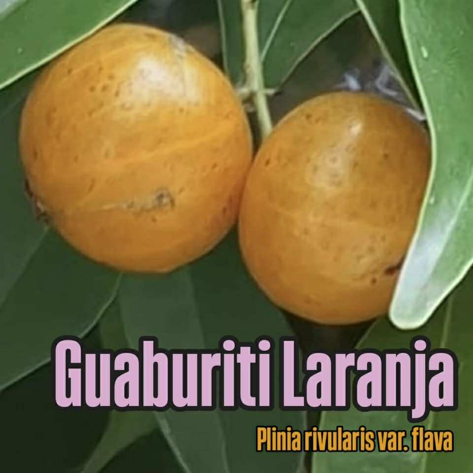 Yellow Guaburiti (Plinia rivularis var. flava) - 1 fresh seed / 1 frischer Samen