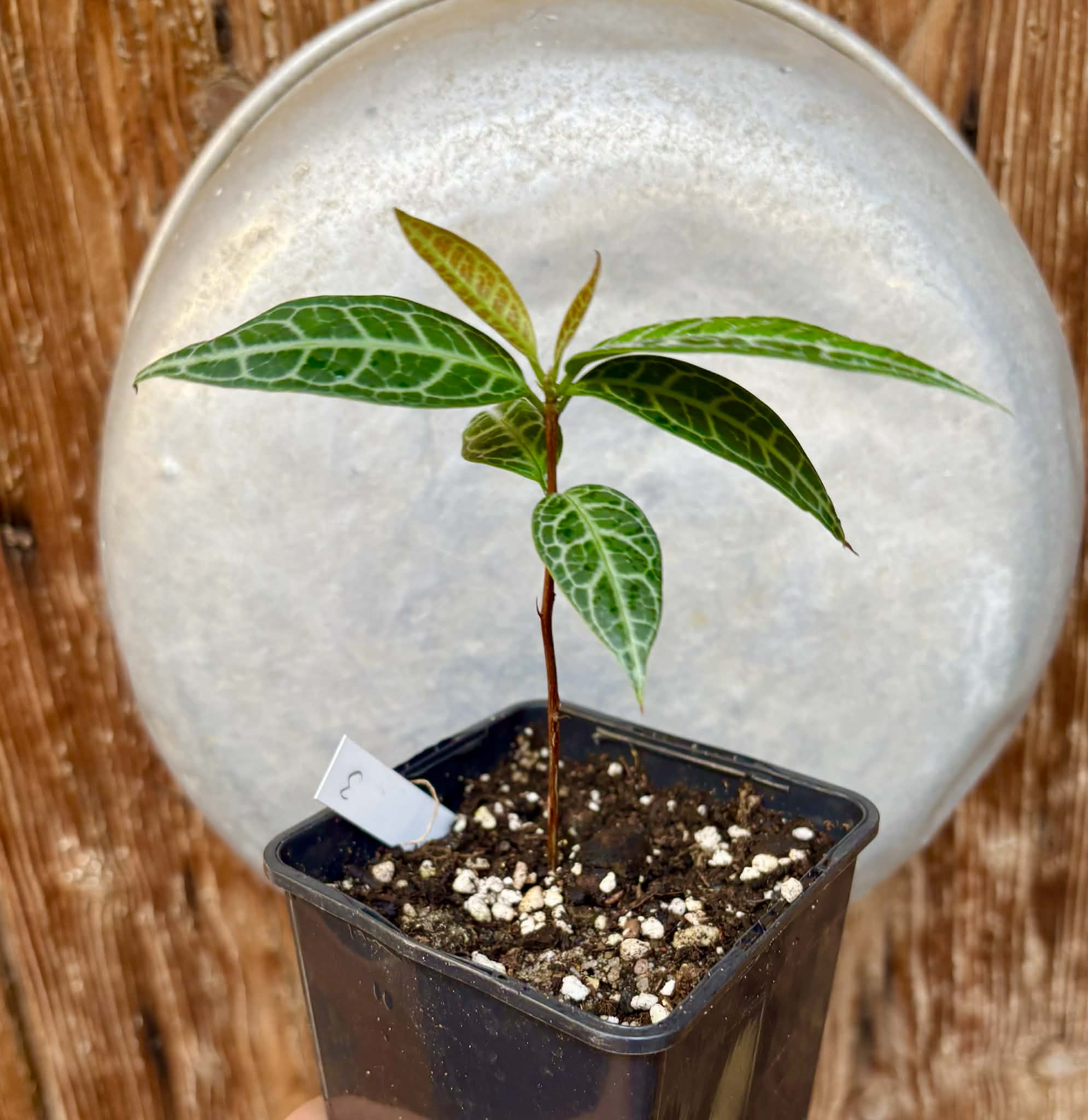 Eugenia sp Labisia Nr. 3 -  1 potted plant / 1 getopfte Pflanze