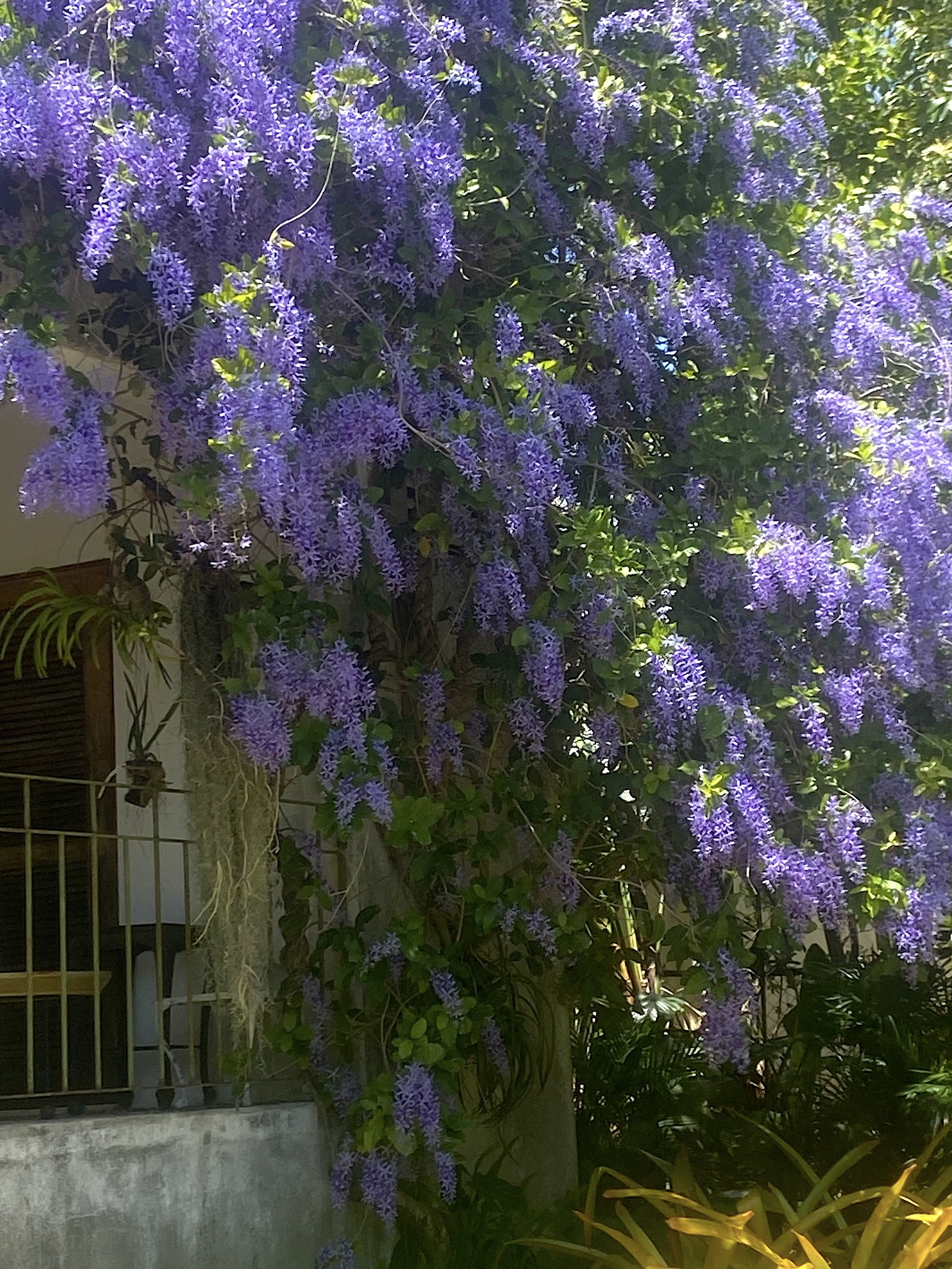 Sandpaper Vine (Petrea volubilis)  - 1 potted plant / 1 getopfte Pflanze