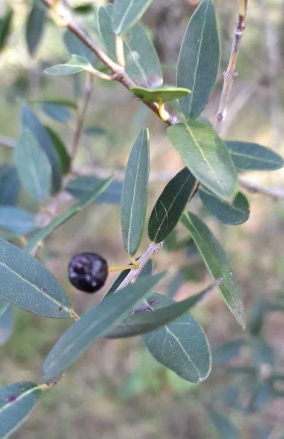 Guayabo Colorado (Myrcianthes cisplatensis) - 1 fresh seed / 1 frischer Samen