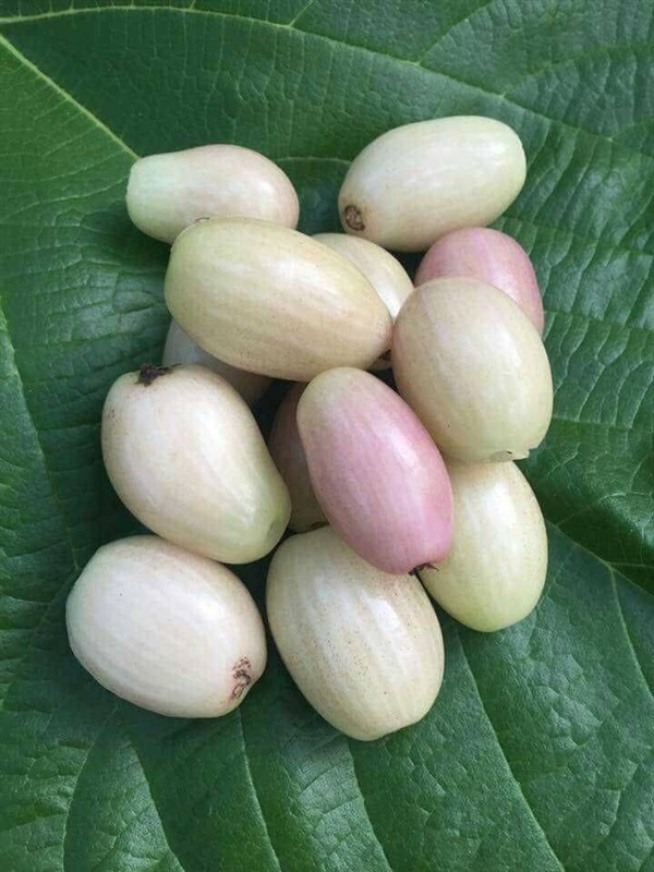 Syzygium cumini var. alba  (White Jambolan) - 1 germinated seed / 1 gekeimter Samen