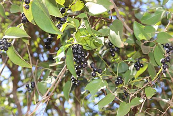 Pajaiu (Coccoloba cordata)  -  1 germinated seed / 1 gekeimter Samen