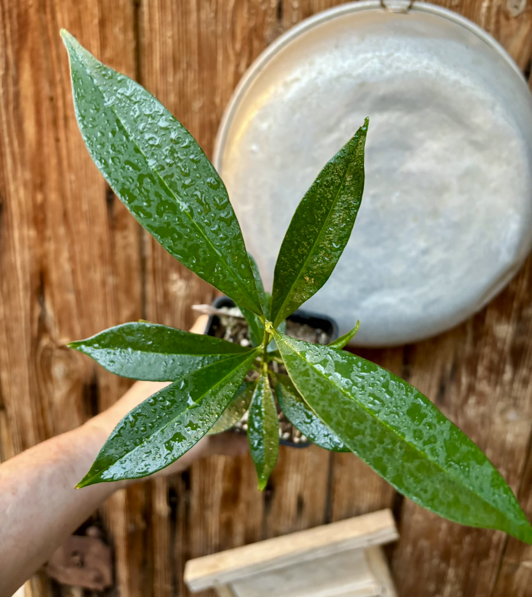 Syzygium cumini - 1 potted plant / 1 getopfte Pflanze