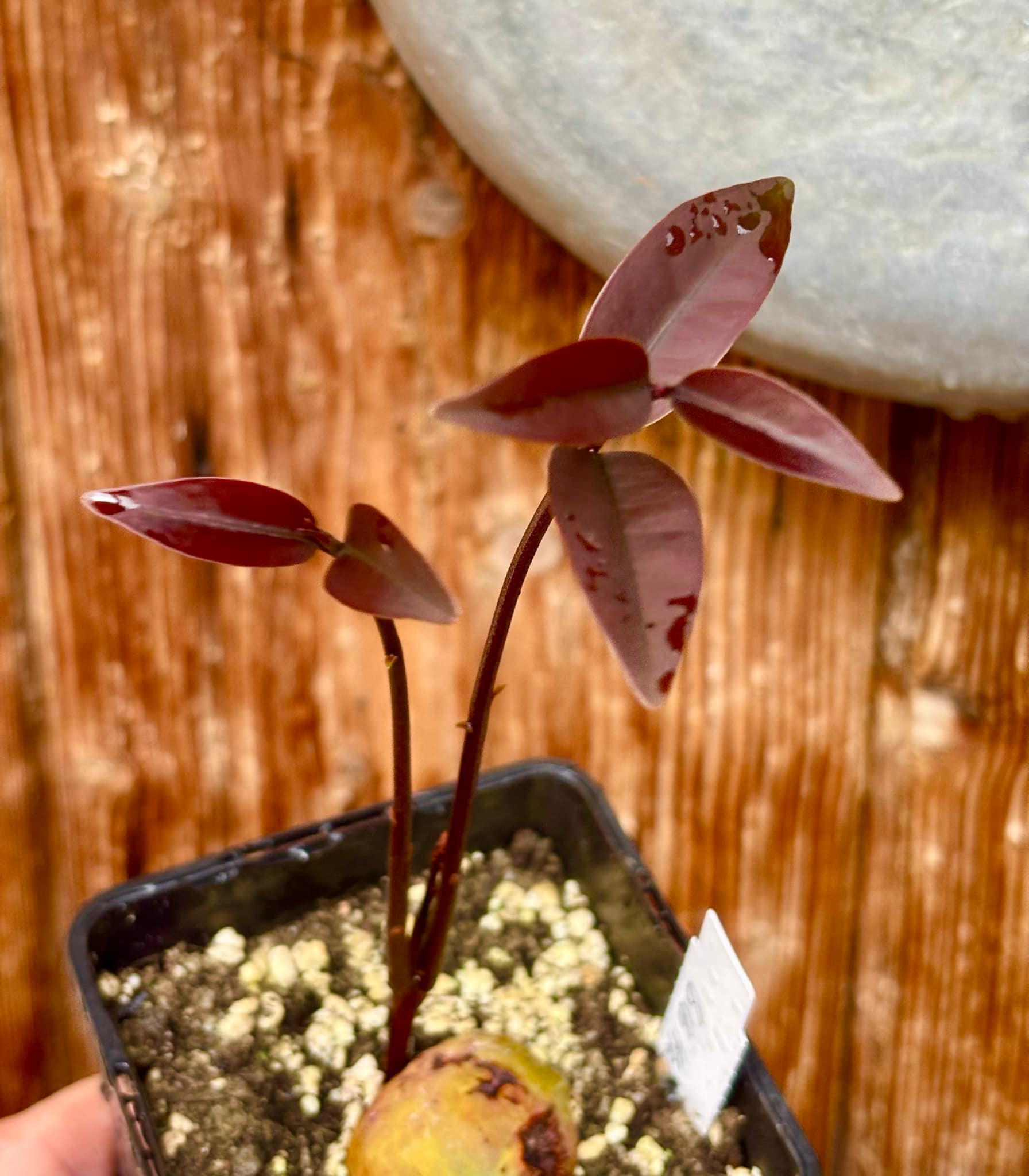 Eugenia sp Maca BIG -  1 small potted seedling / 1 kleiner, getopfter Sämling