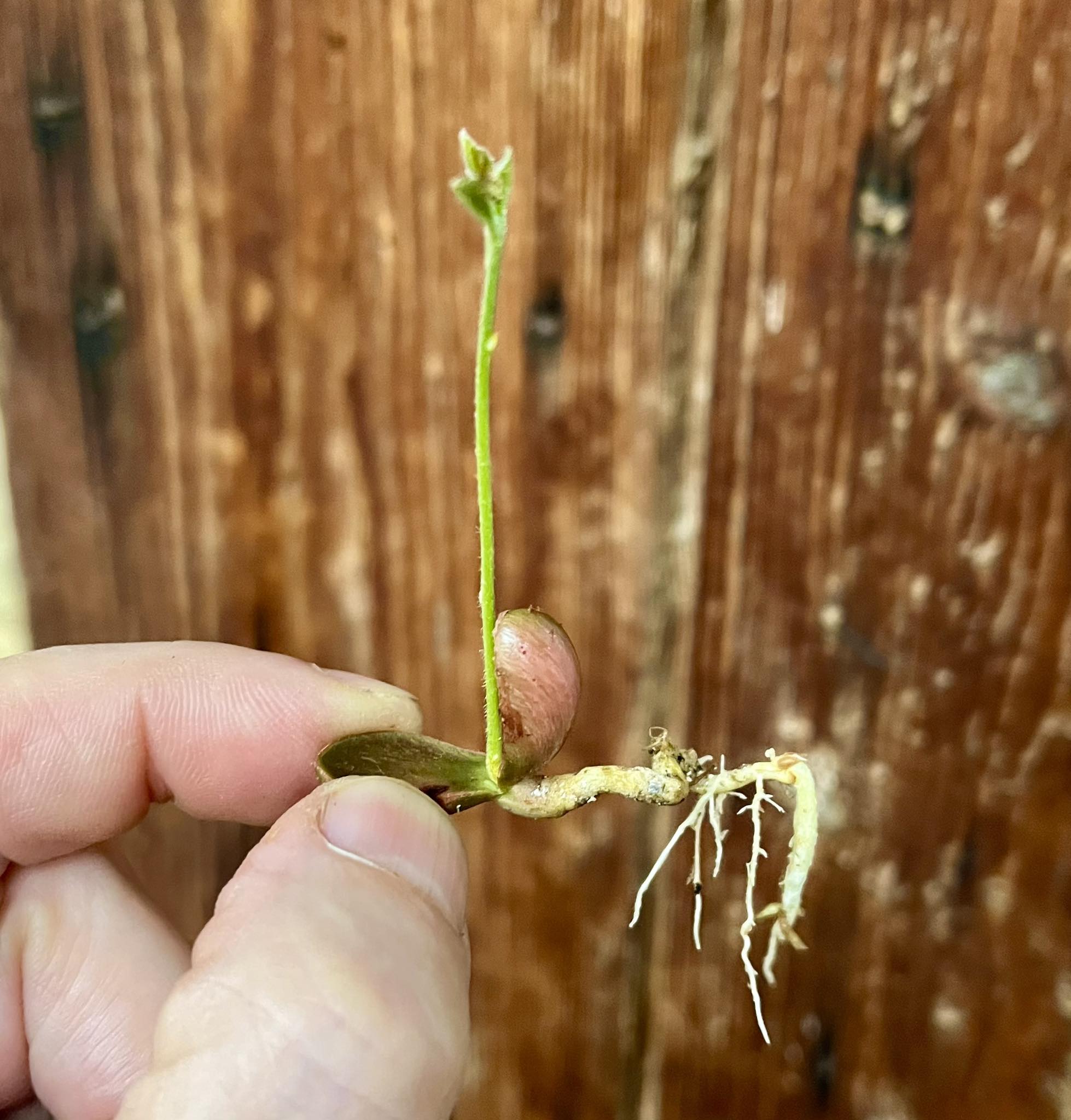 Marmixa (Pradosia lactescens) 1 germinated seed / 1 gekeimter Samen