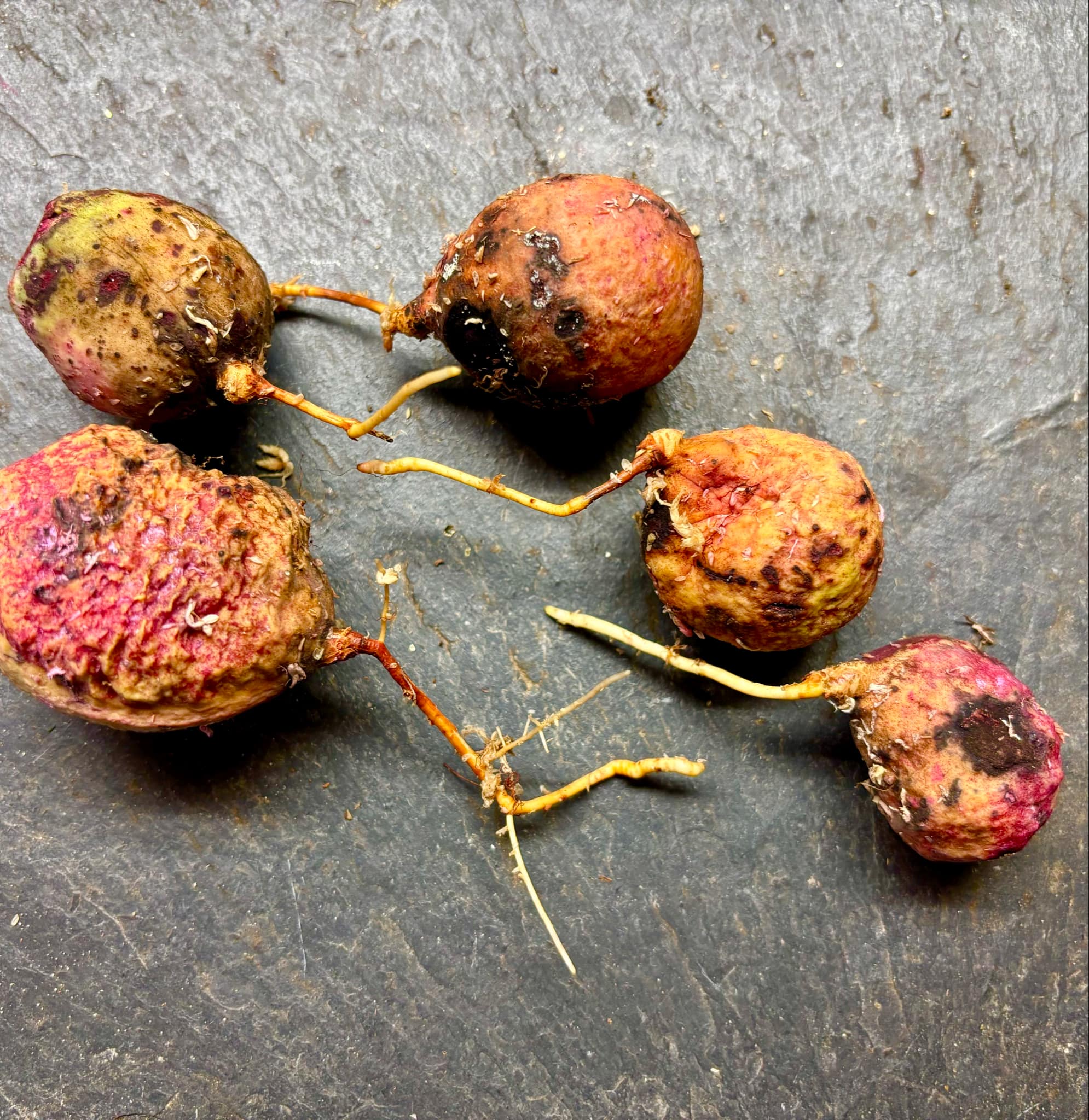 Eugenia sp BIG Maca-  1 germinated seed / 1 gekeimter Samen