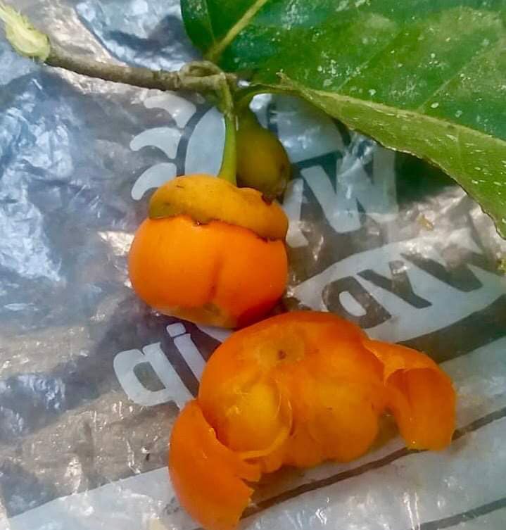 only 4 seeds available - Quararibea penduliflora - 1 fresh seed / 1 frischer Samen