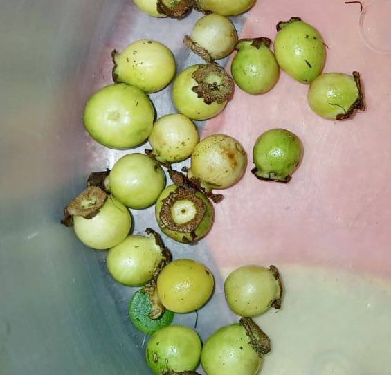 Psidium sp Lagoa Real - 1 fresh seed / 1 frischer Samen