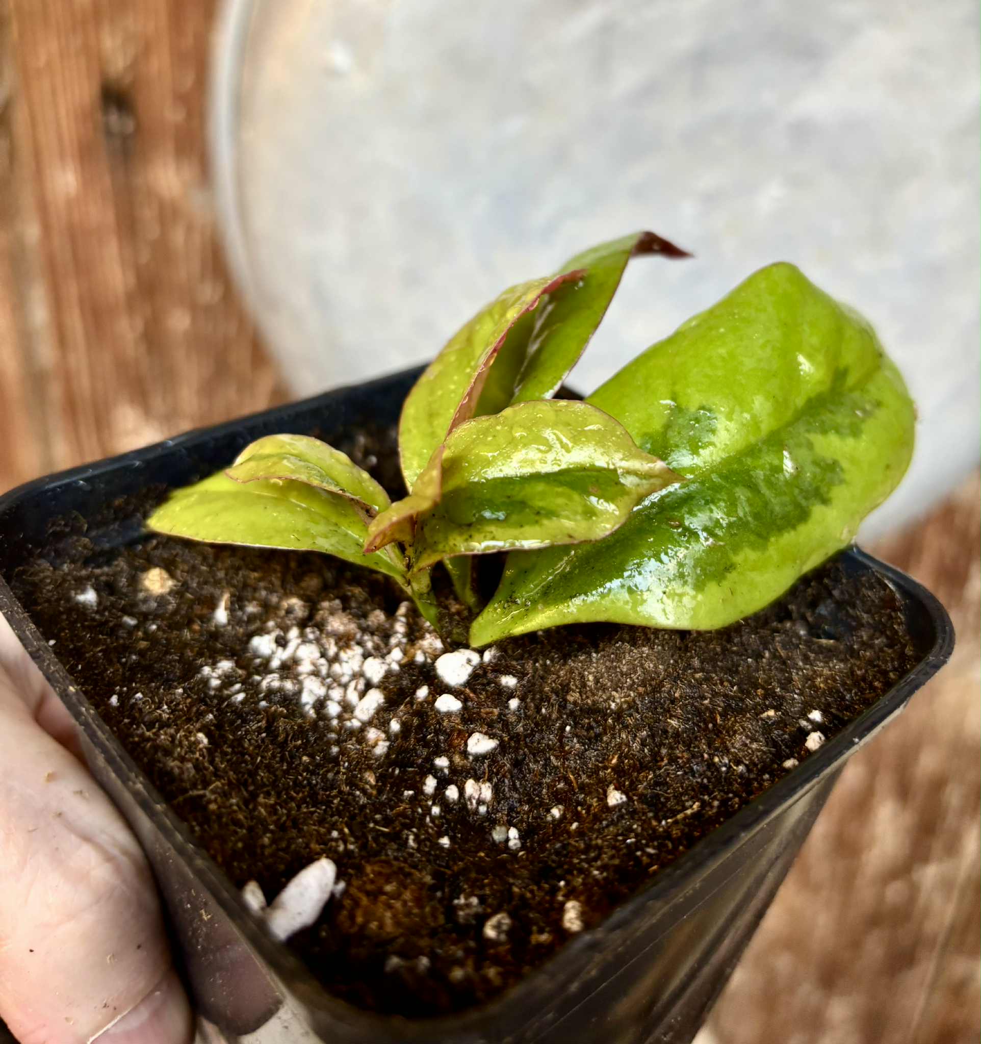 Variegated Barbados Gooseberry - (Pereskia aculeata) - 1 potted plant / 1 getopfte Pflanze