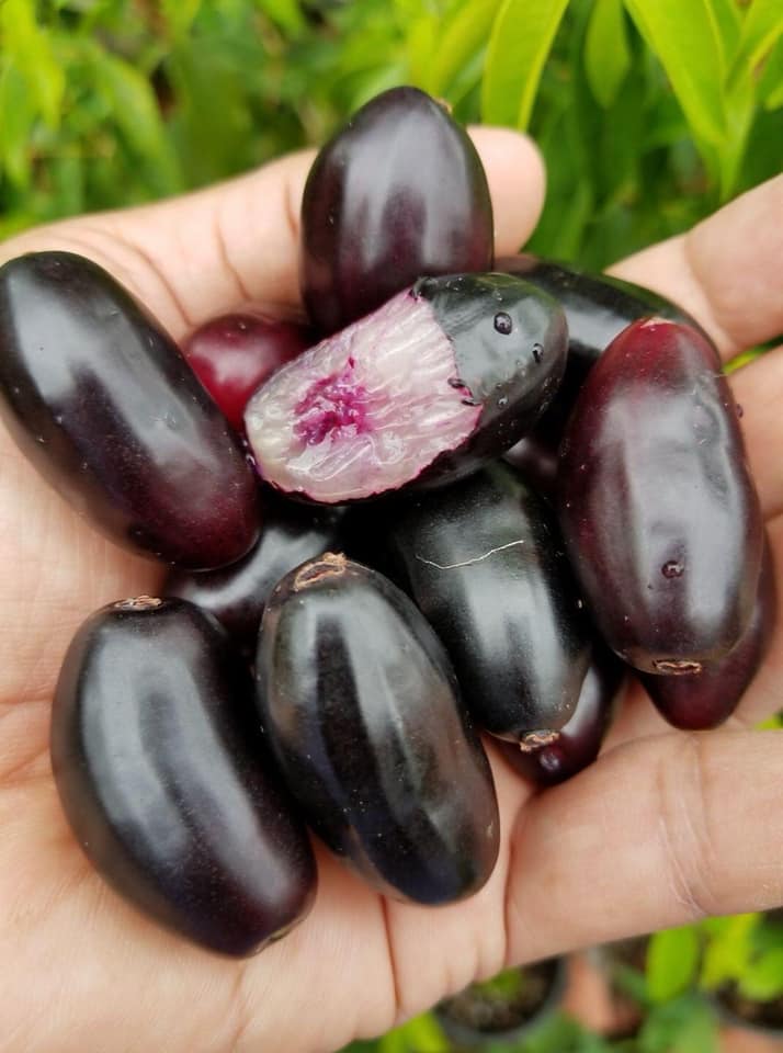 Jambolan - Syzygium cumini - 1 potted plant / 1 getopfte Pflanze