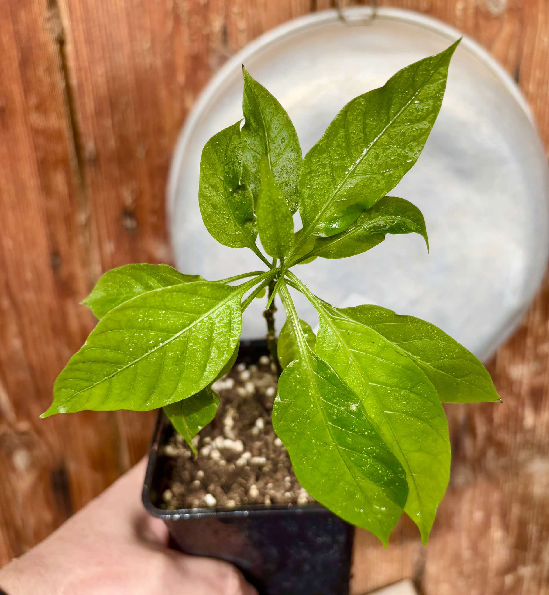 Moonberry - Solanum alternatopinnatum - 1 potted plant / 1 getopfte Pflanze