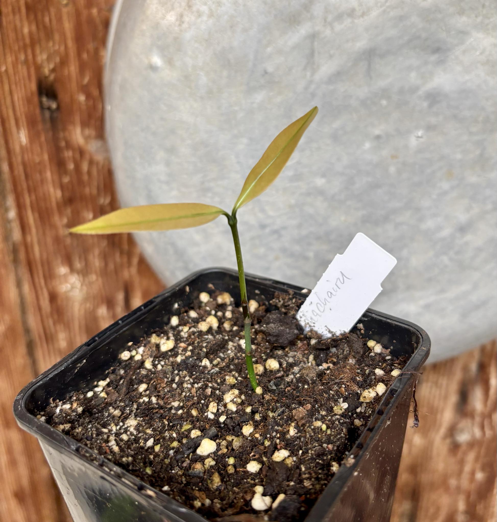 Garcinia humilis  - Achachairu - 1 small potted seedling / 1 kleiner, getopfter Sämling