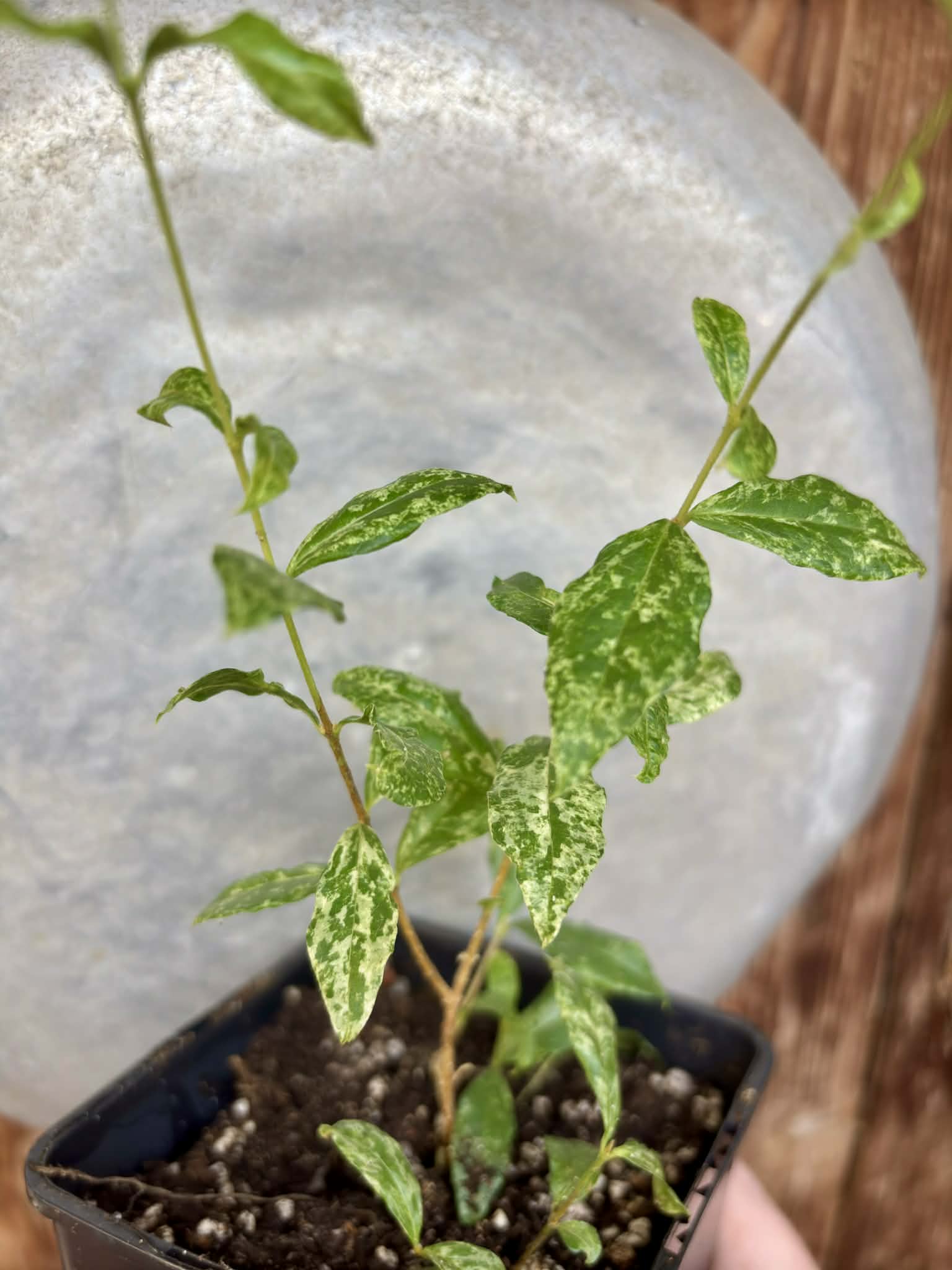 Nr.3 from flowering mother plant - variegated Acerola (Malpighia glabra) - 1 potted rooted cutting / 1 getopfter, bewurzelter Steckling   