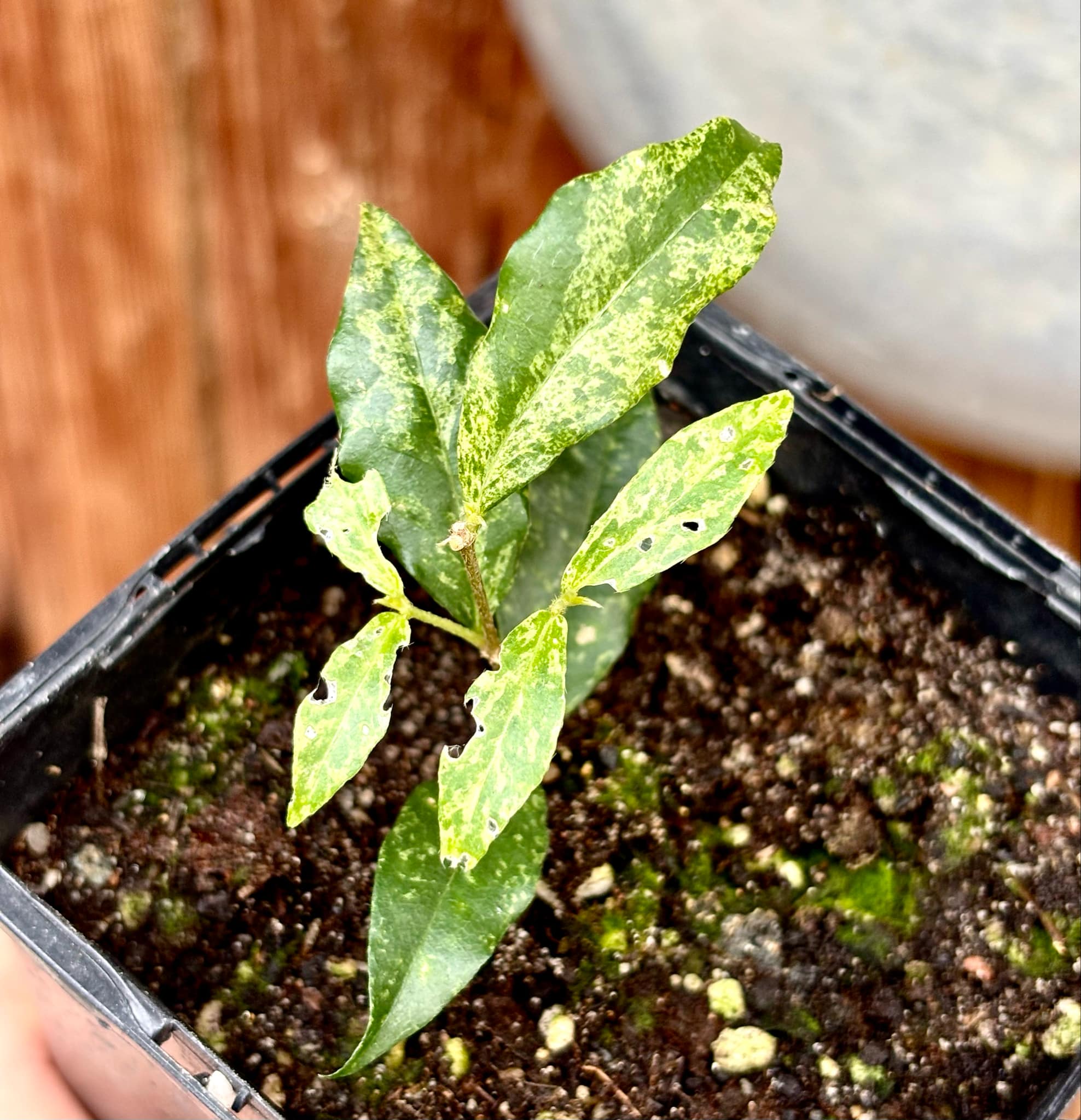variegated Acerola (Malpighia glabra) rooted cutting - 1 potted rooted cutting / 1 getopfter, bewurzelter Steckling