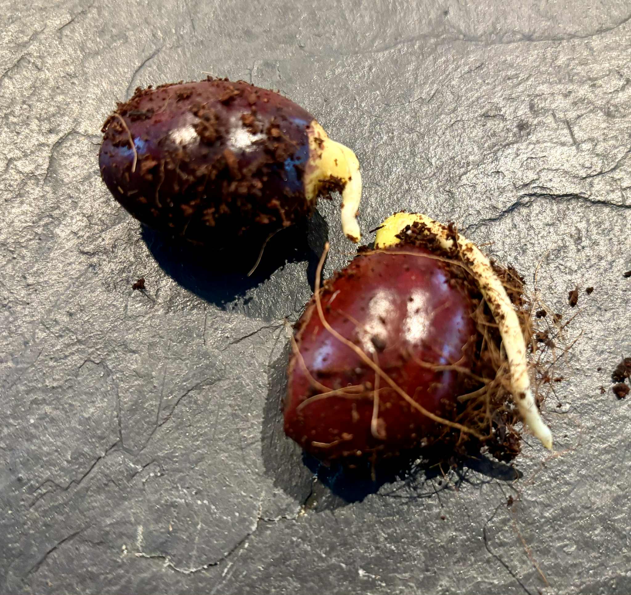 Canistel var. Bruce  (Lucuma campechiana) - 2 germinated seeds / 2 gekeimte Samen