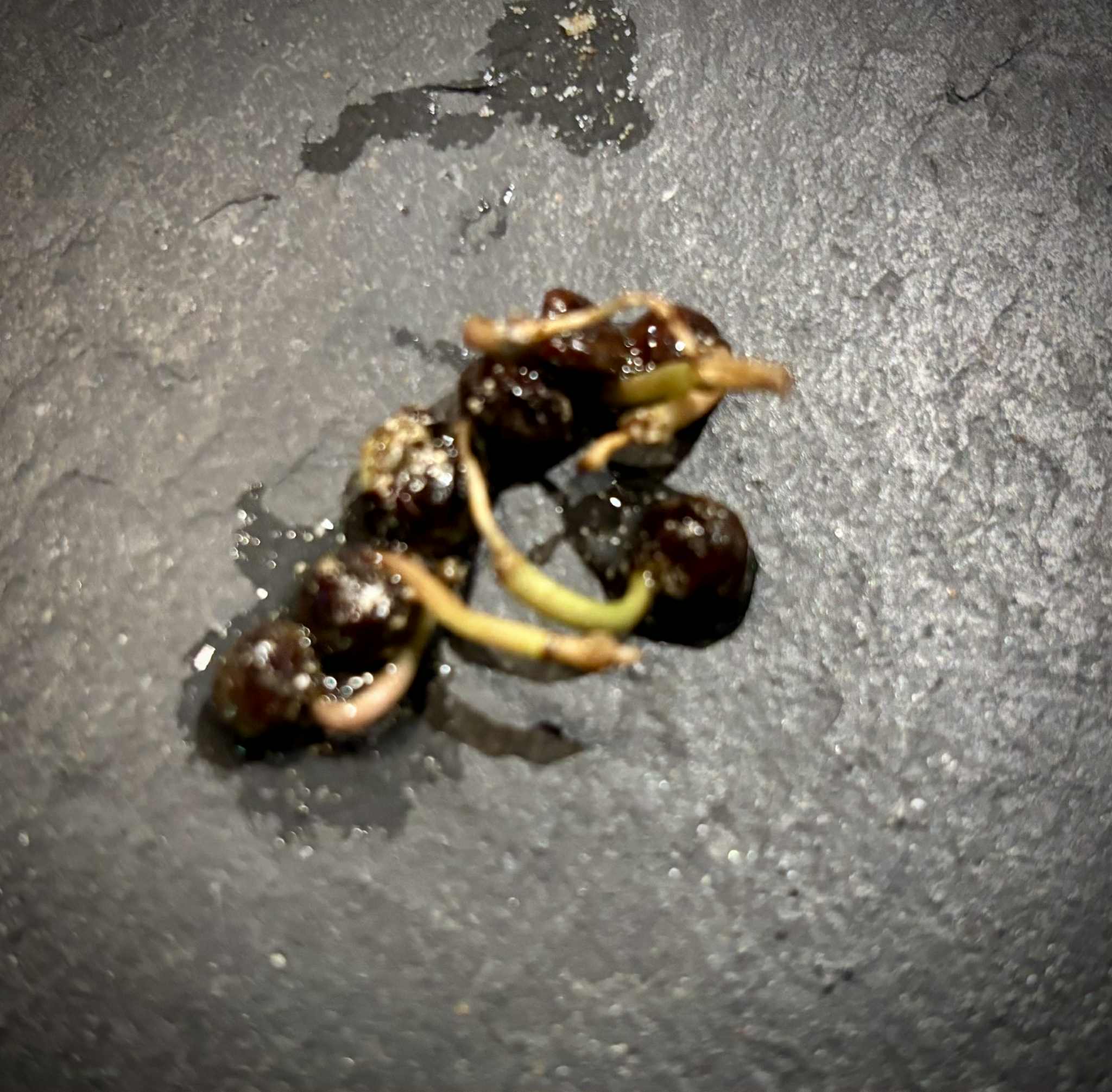 Myrcia multiflora - 1 germinated seed / 1 gekeimter Samen