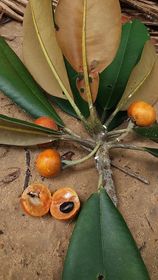 Manilkara maxima - 1 fresh seed / 1 frischer Samen