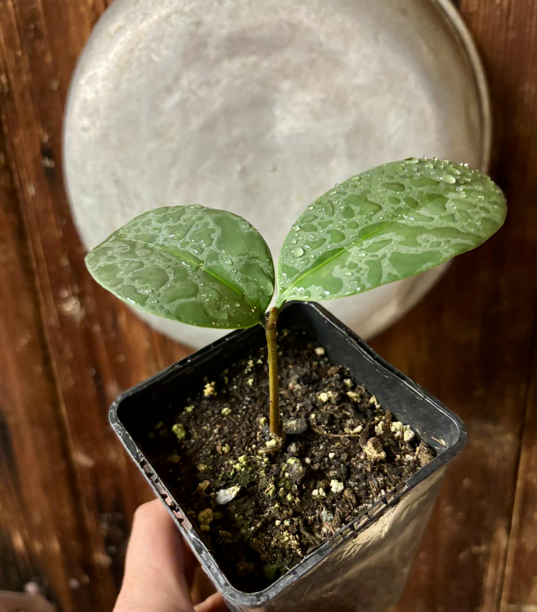 Eugenia sp Unana -  1 potted seedling / 1 getopfter Sämling