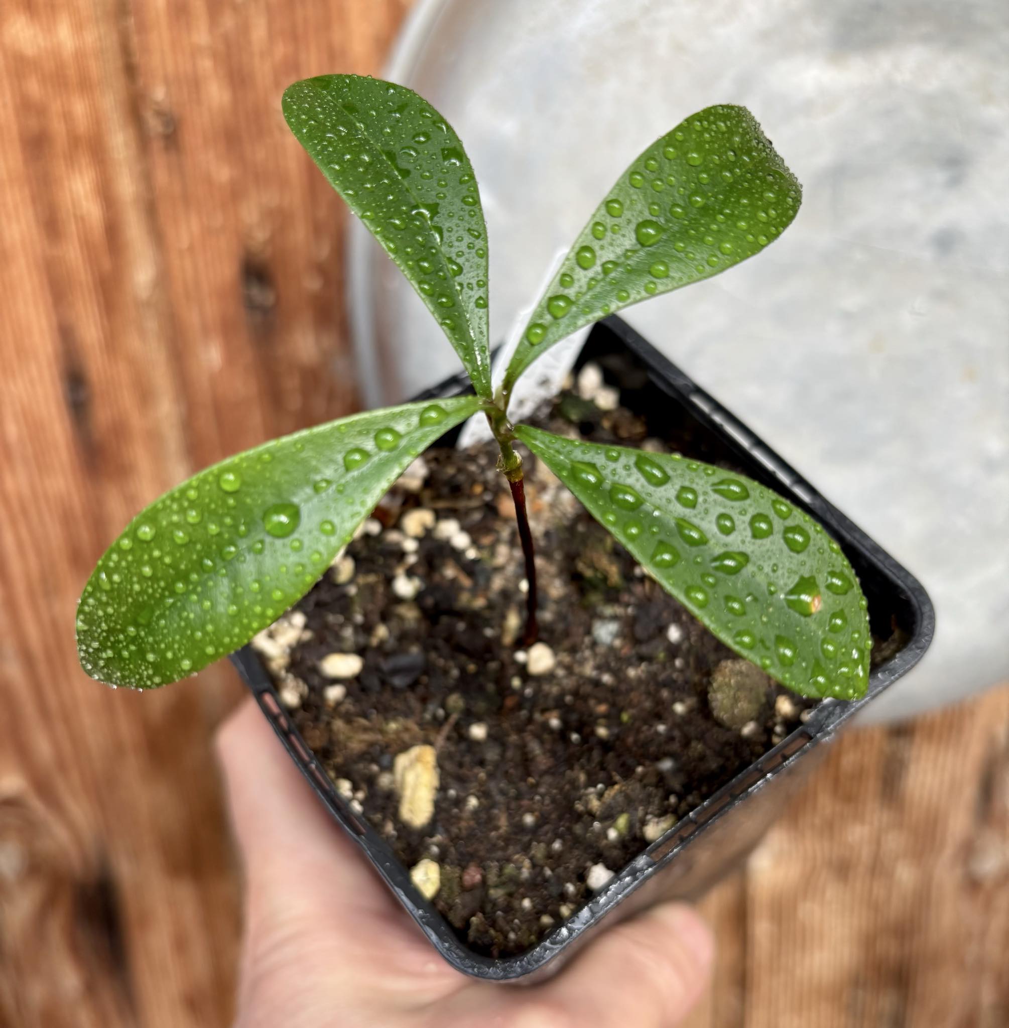 Myrcia sp Jaboticaba Bahia -  1 potted seedling / 1 getopfter Sämling