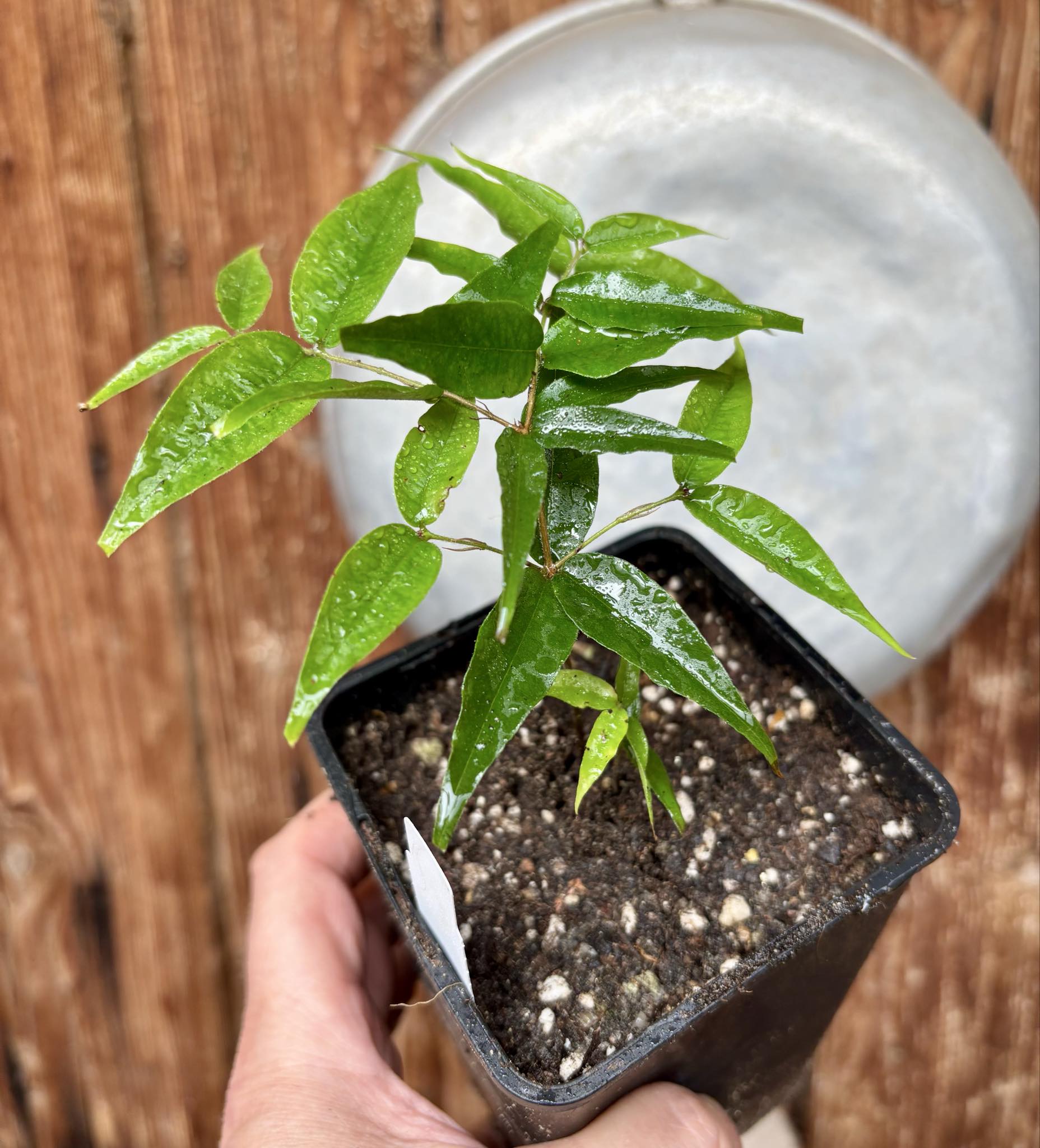 Plinia sp Cabo longo Sao Joao -  1 potted seedling / 1  getopfter Sämling Plinia sp Cabo longo Sao Joao -  1 potted seedling / 1  getopfter Sämling