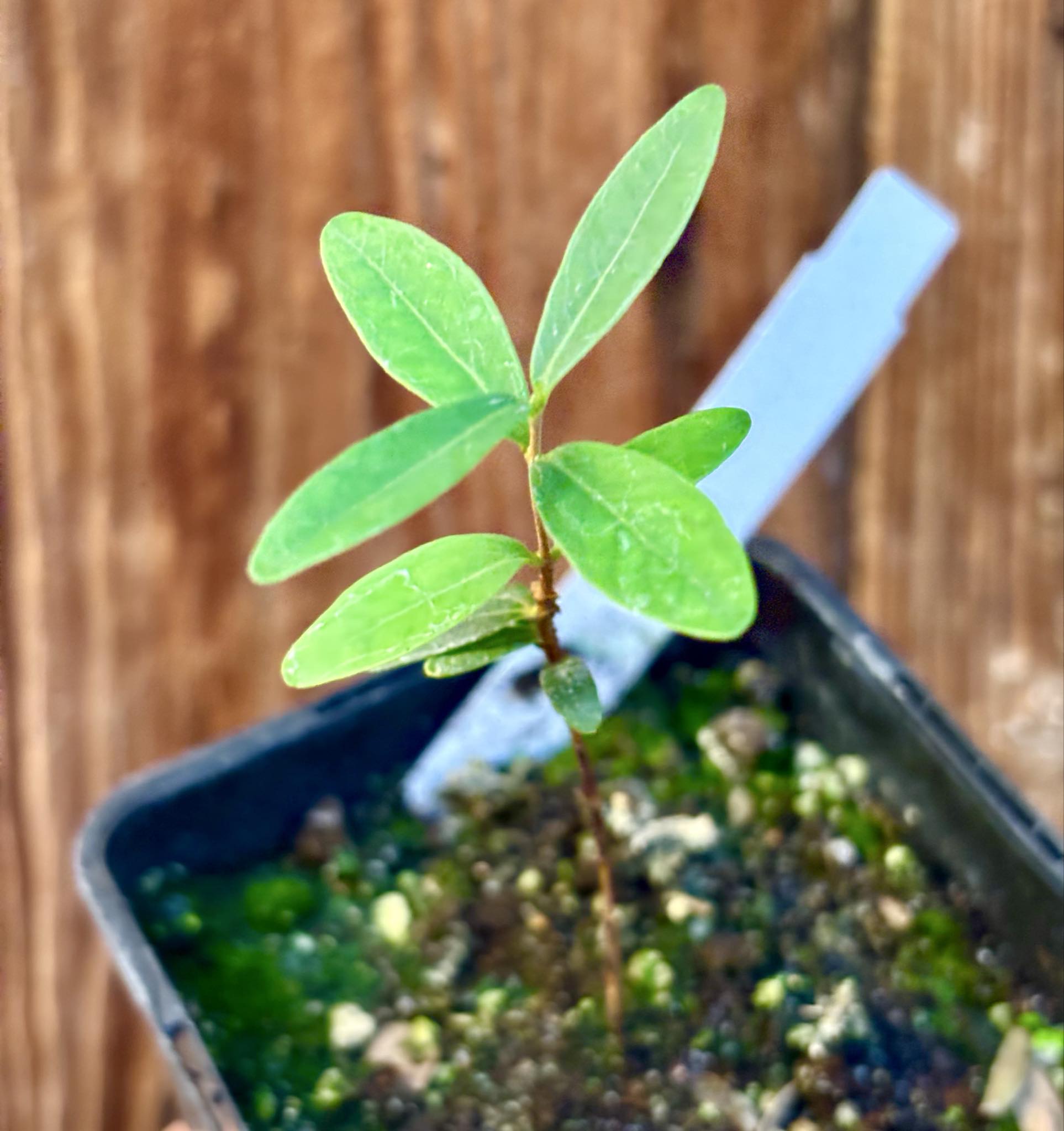 CEREJINHA DE JAGUARIÚNA - Eugenia punicifolia var. Oncas Doce - 1 potted plant / 1 getopfte Pflanze