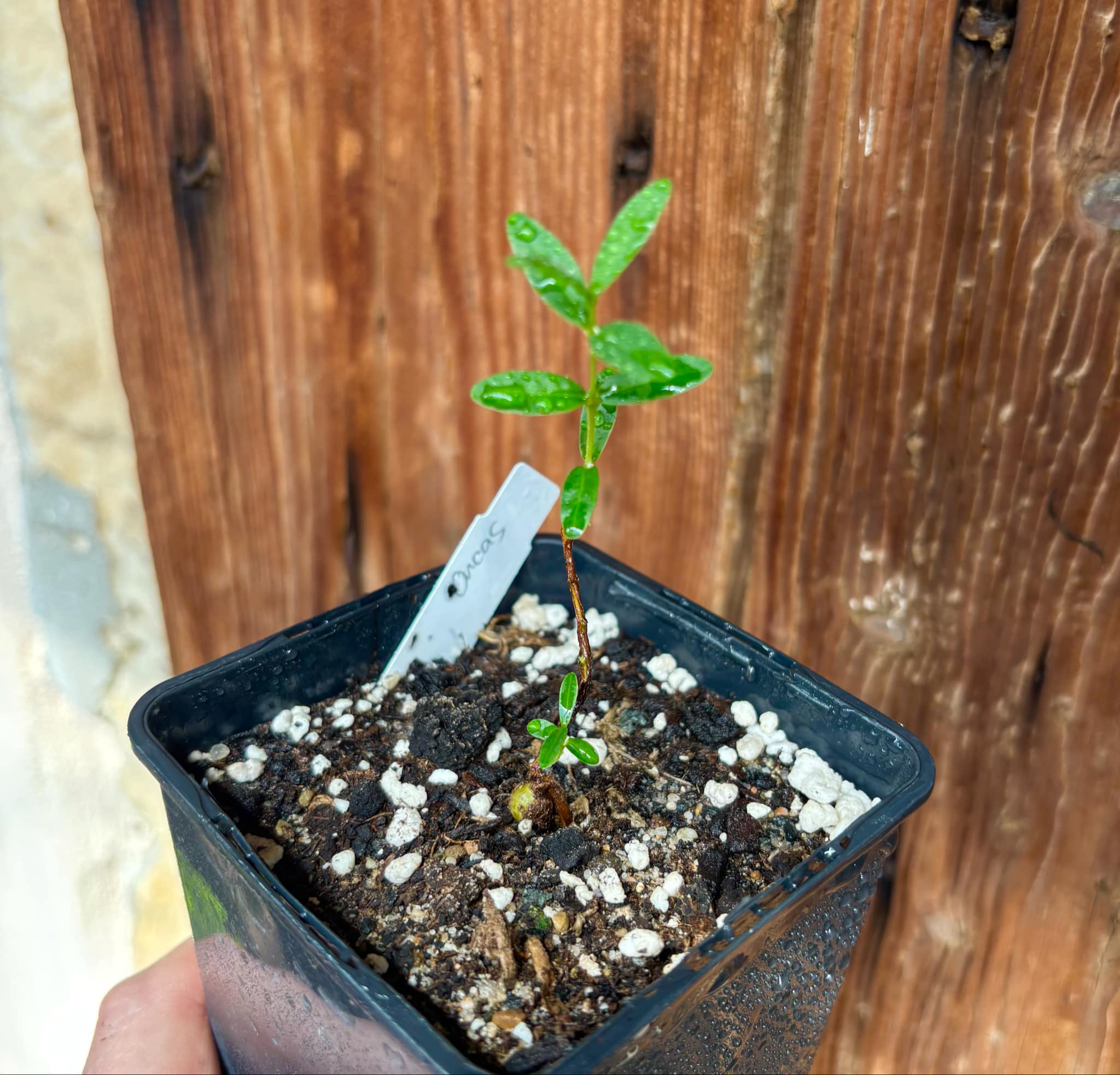 CEREJINHA DE JAGUARIÚNA - Eugenia punicifolia var. Oncas Doce - 1 potted plant / 1 getopfte Pflanze