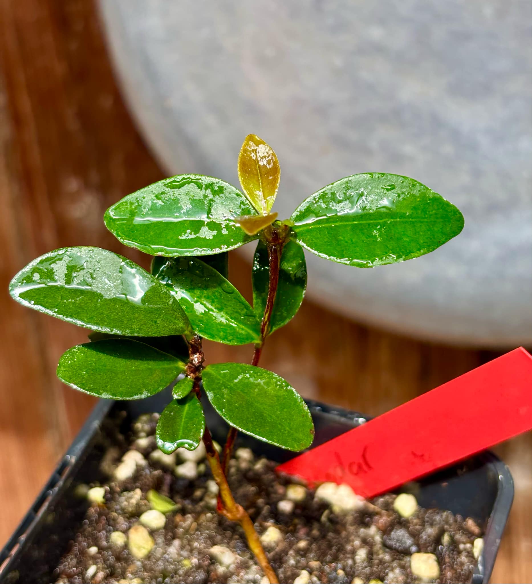 Eugenia reinwardtiana - Cedarbay Cherry -  1 small potted seedling / 1 kleiner, getopfter Sämling