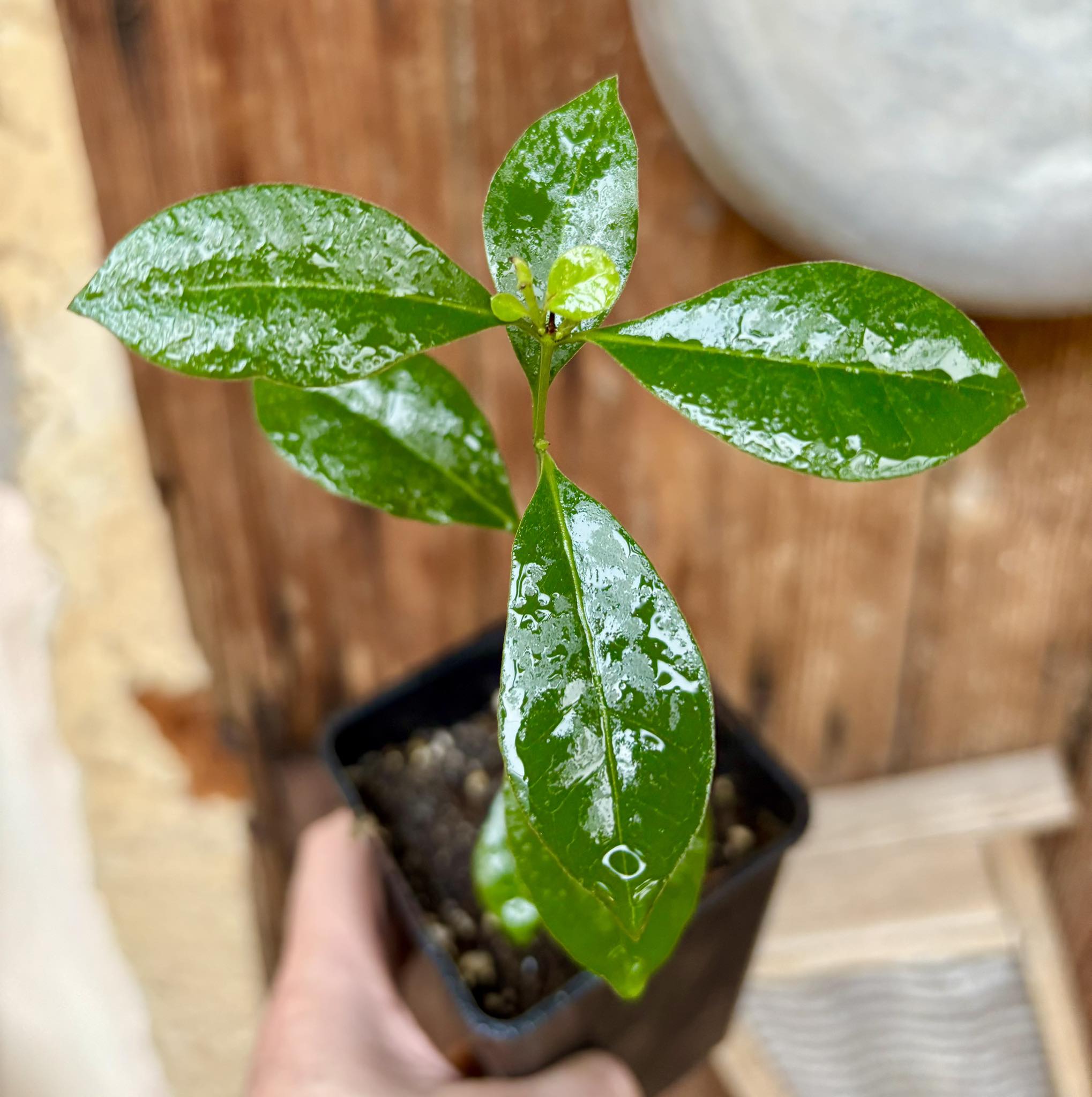 Psidium cattleyanum - Strawberry Guava  - 1 potted plant / 1 getopfte Pflanze
