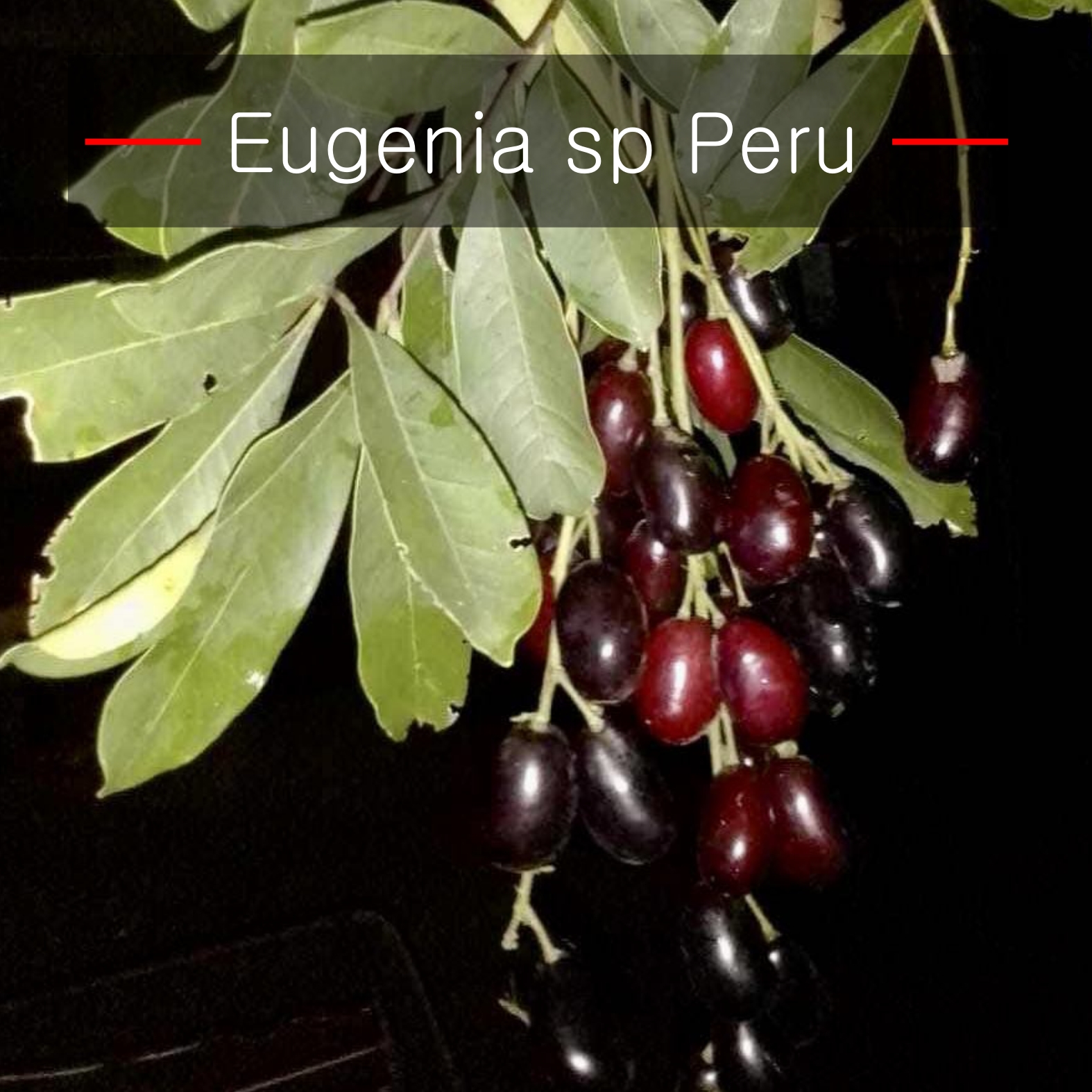 Eugenia sp Peru Amazonas - 1 fresh seed / 1 frischer Samen