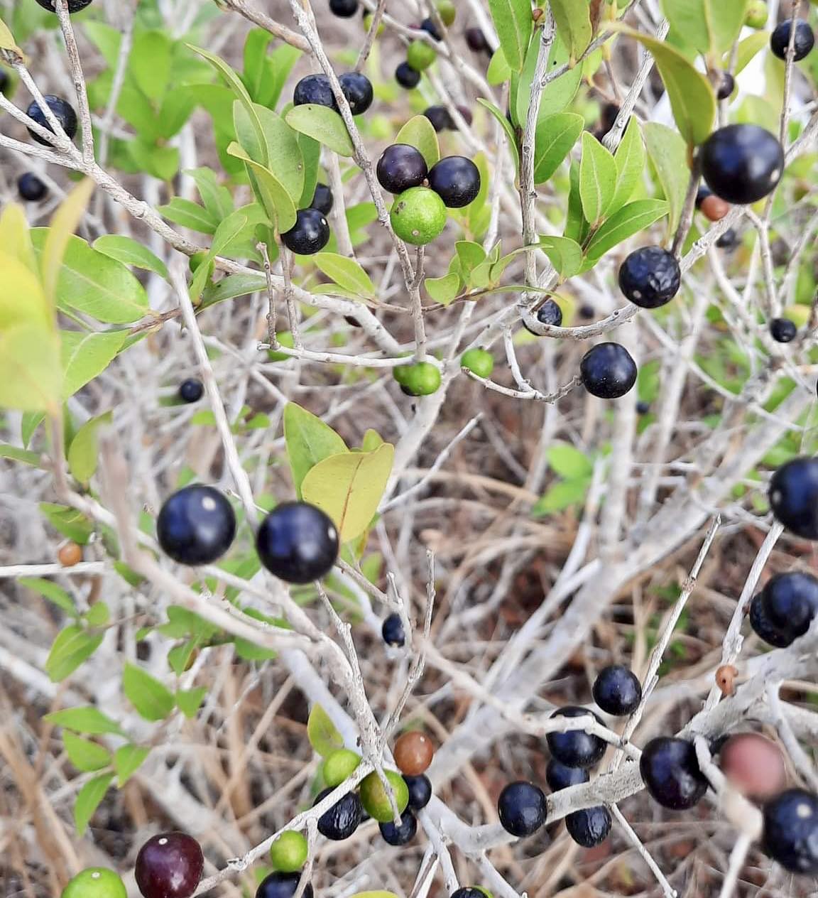 Myrciaria cuspidata BLACK - 1 potted plant / 1 getopfte Pflanze