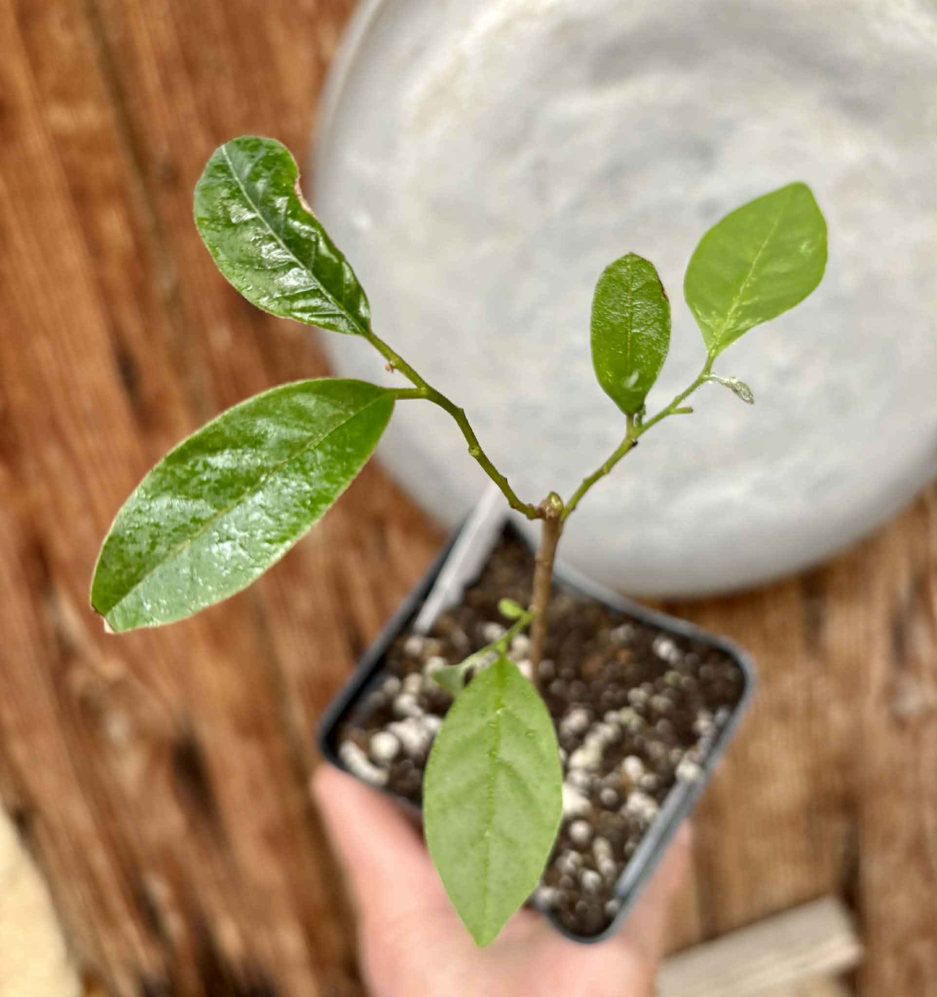 Annona sp. floresta amazônica  - 1 potted plant / 1 getopfte Pflanze