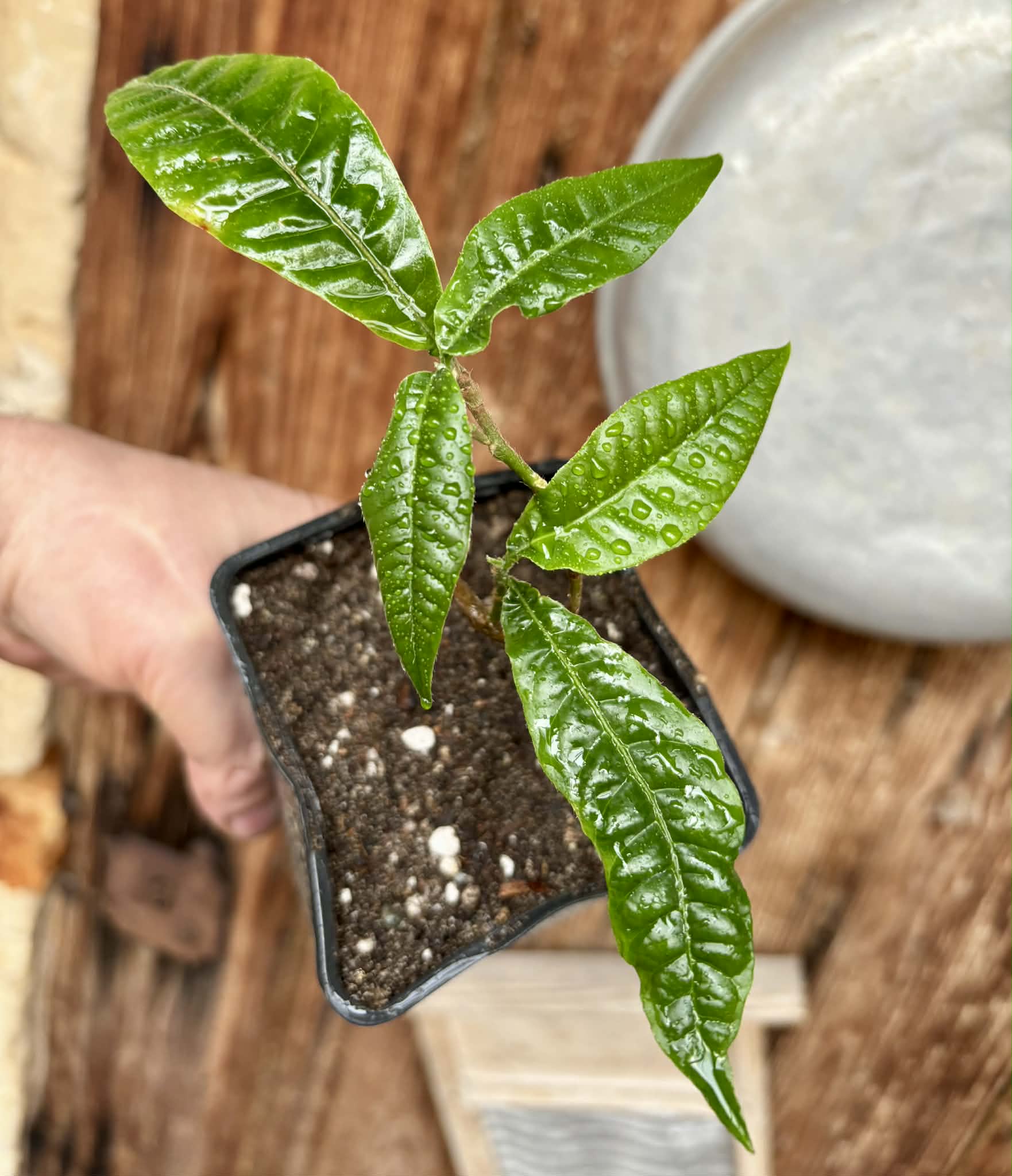 Abiu (Pouteria caimito) - 1 potted plant / 1 getopfte Pflanze