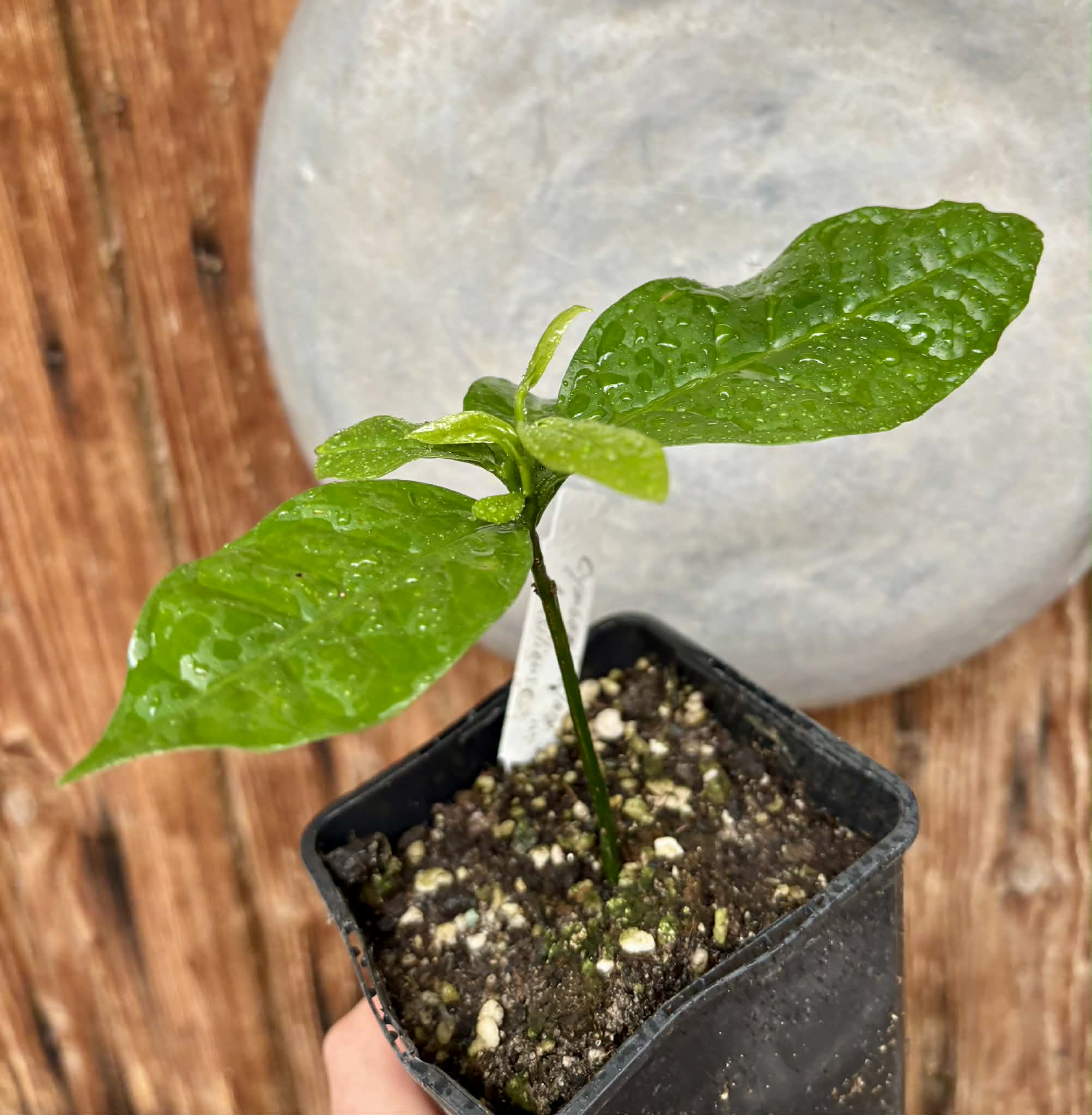 Cymbopetalum brasiliensis - 1 potted seedling / 1 getopfter Sämling