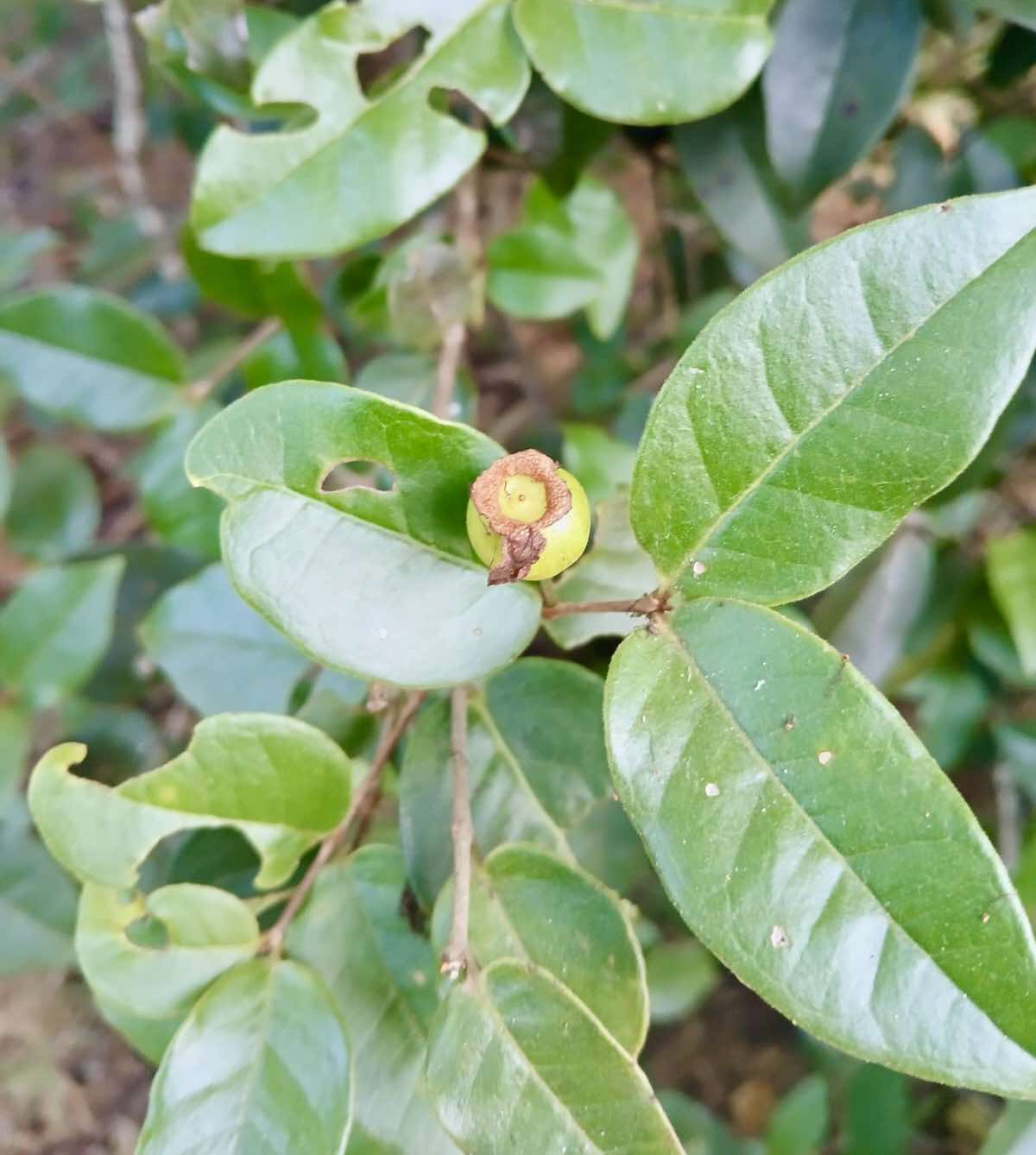 Psidium sp Lagoa Real - 1 fresh seed / 1 frischer Samen