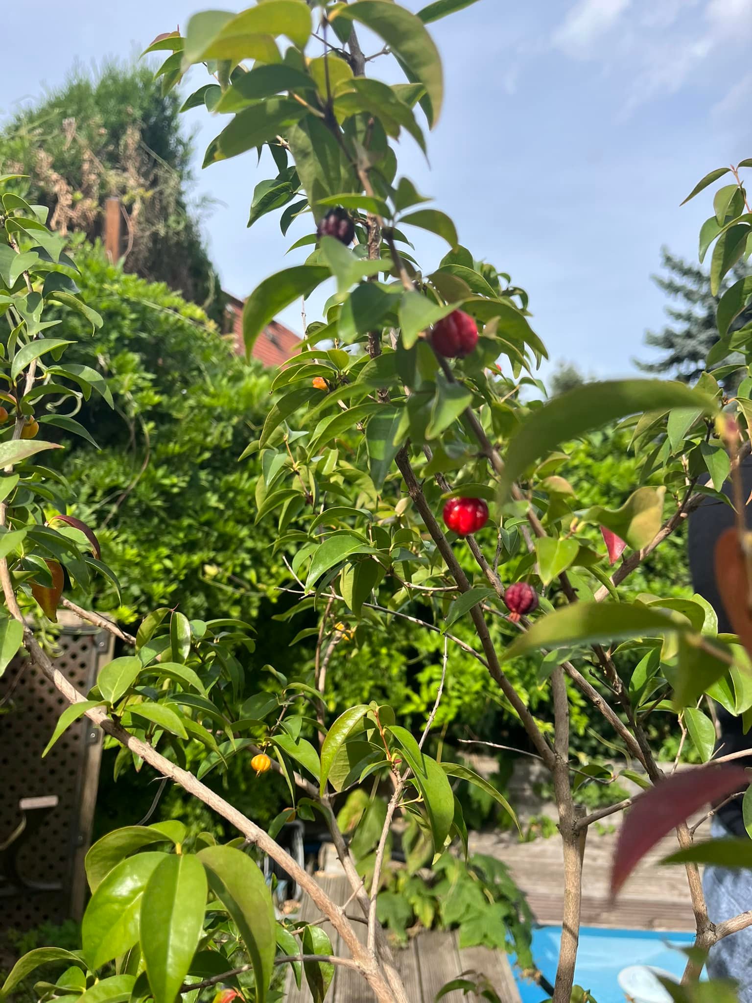 10 years old - many fruits every year - Eugenia uniflora var. Tutti Colore  - 1 plant / 1 Pflanze