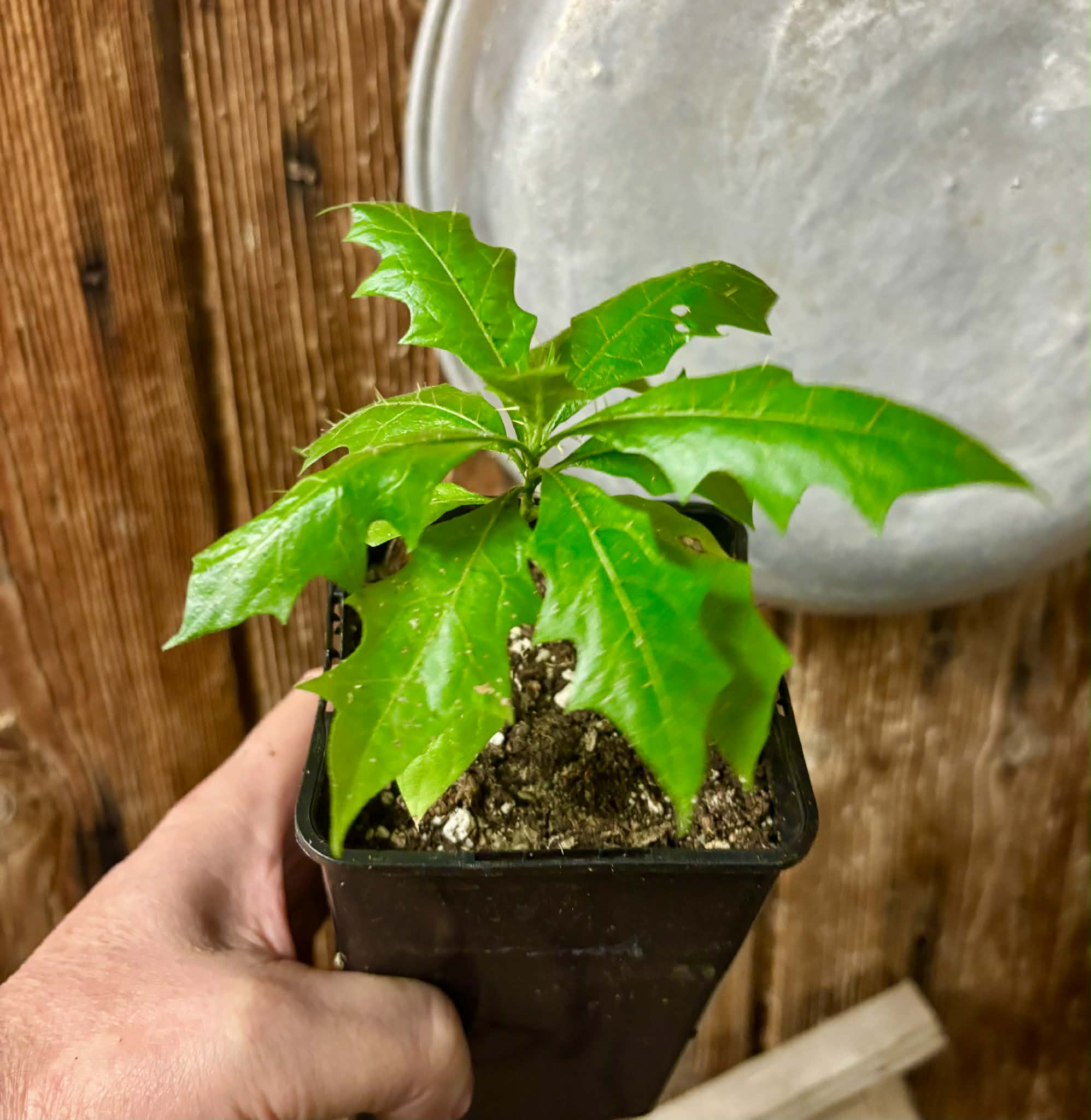 Juá do Jequitinhonha (Solanum schizandrum) - 1 potted seedling / 1 getopfter Sämling