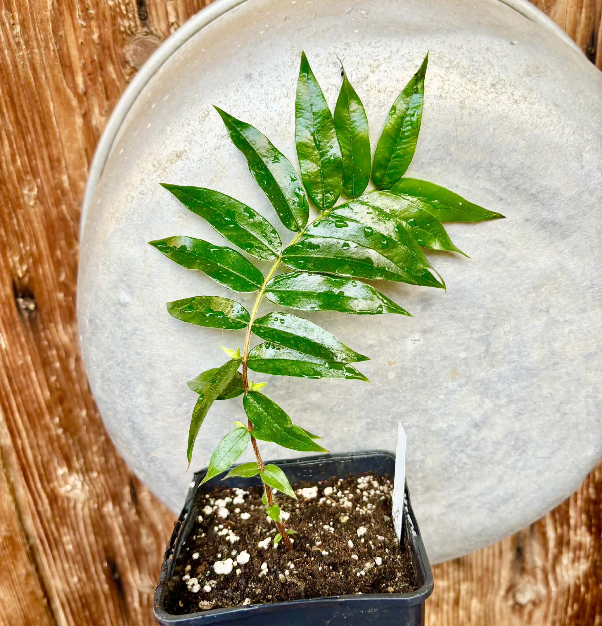 Beach Cambuca (Myrciaria strigipes) - 1 potted plant / 1 getopfte Pflanze