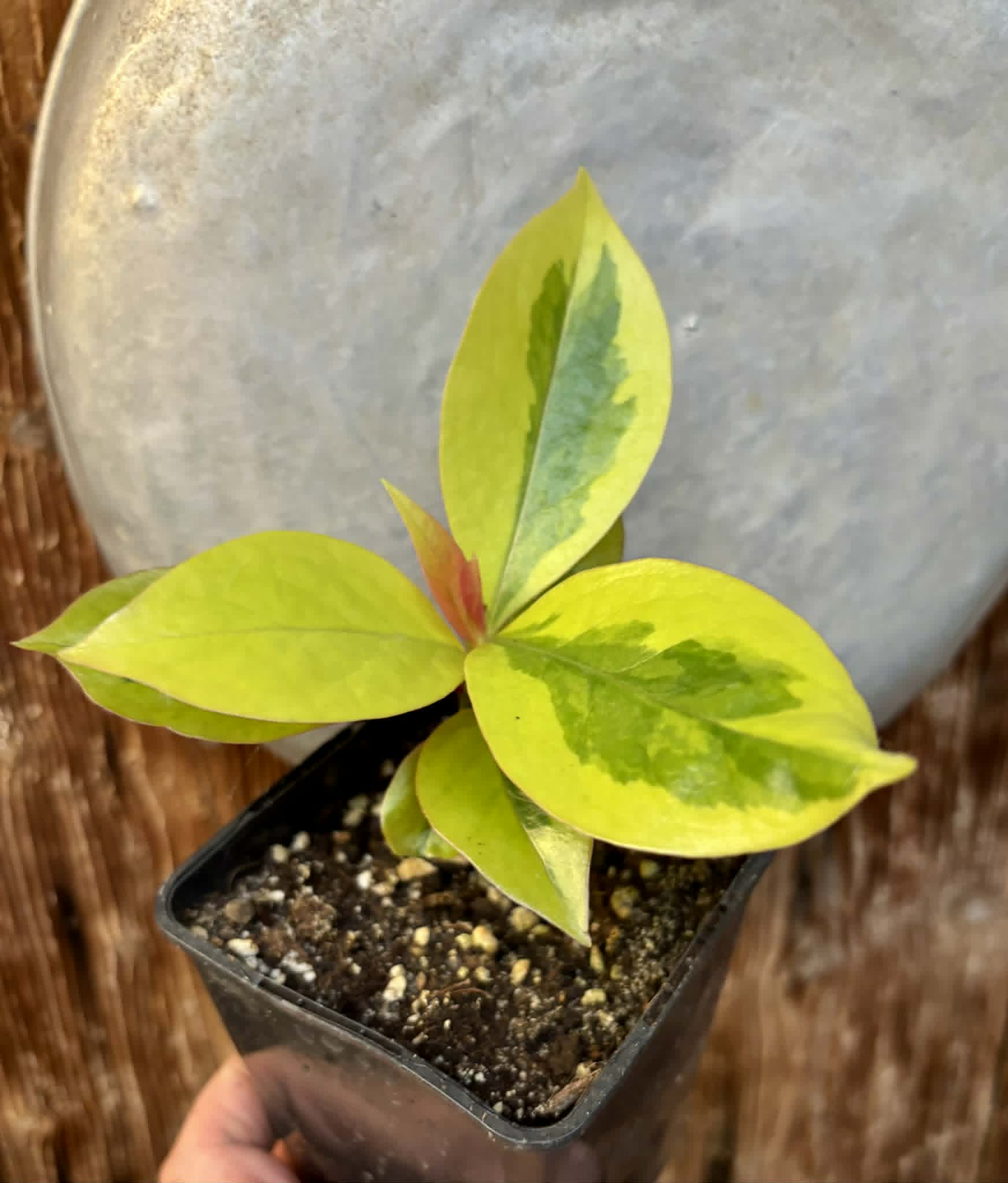 Variegated Barbados Gooseberry - (Pereskia aculeata) - 1 potted plant / 1 getopfte Pflanze