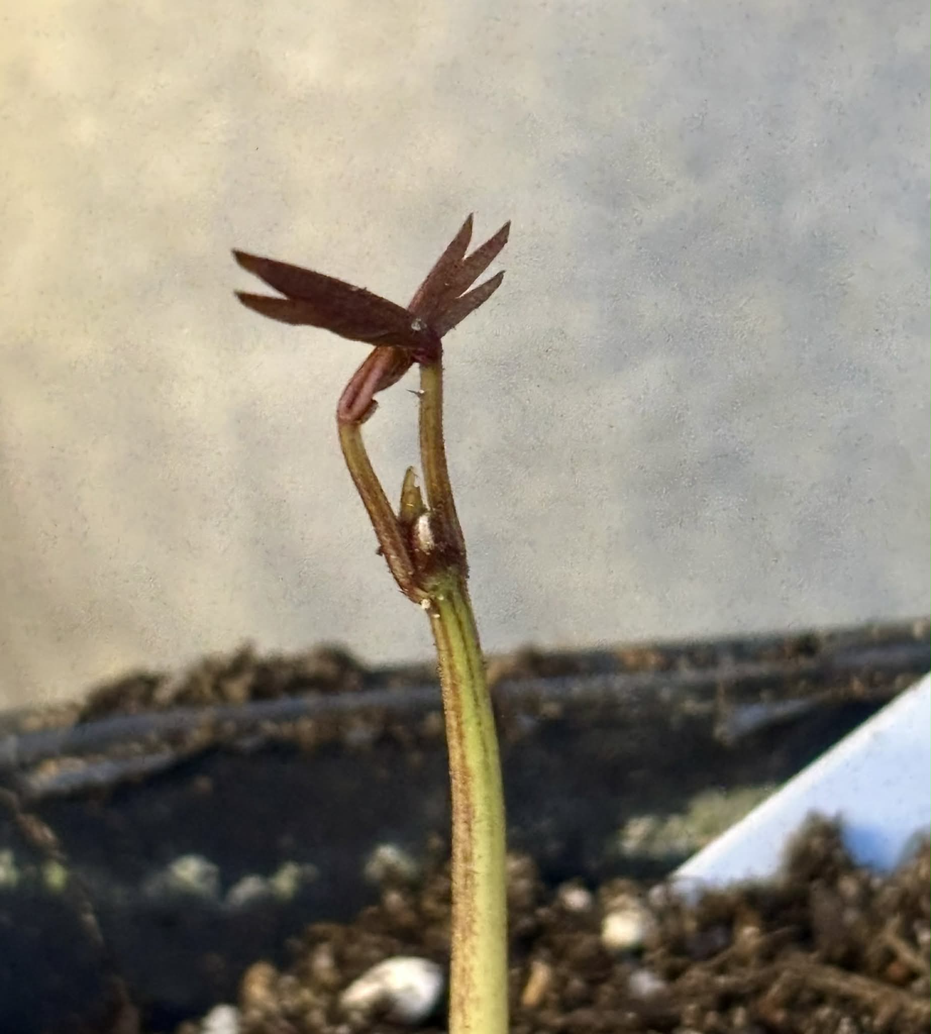 Bambara Groundnut (Vigna subterranea) -  1 potted plant / 1getopfte Pflanze