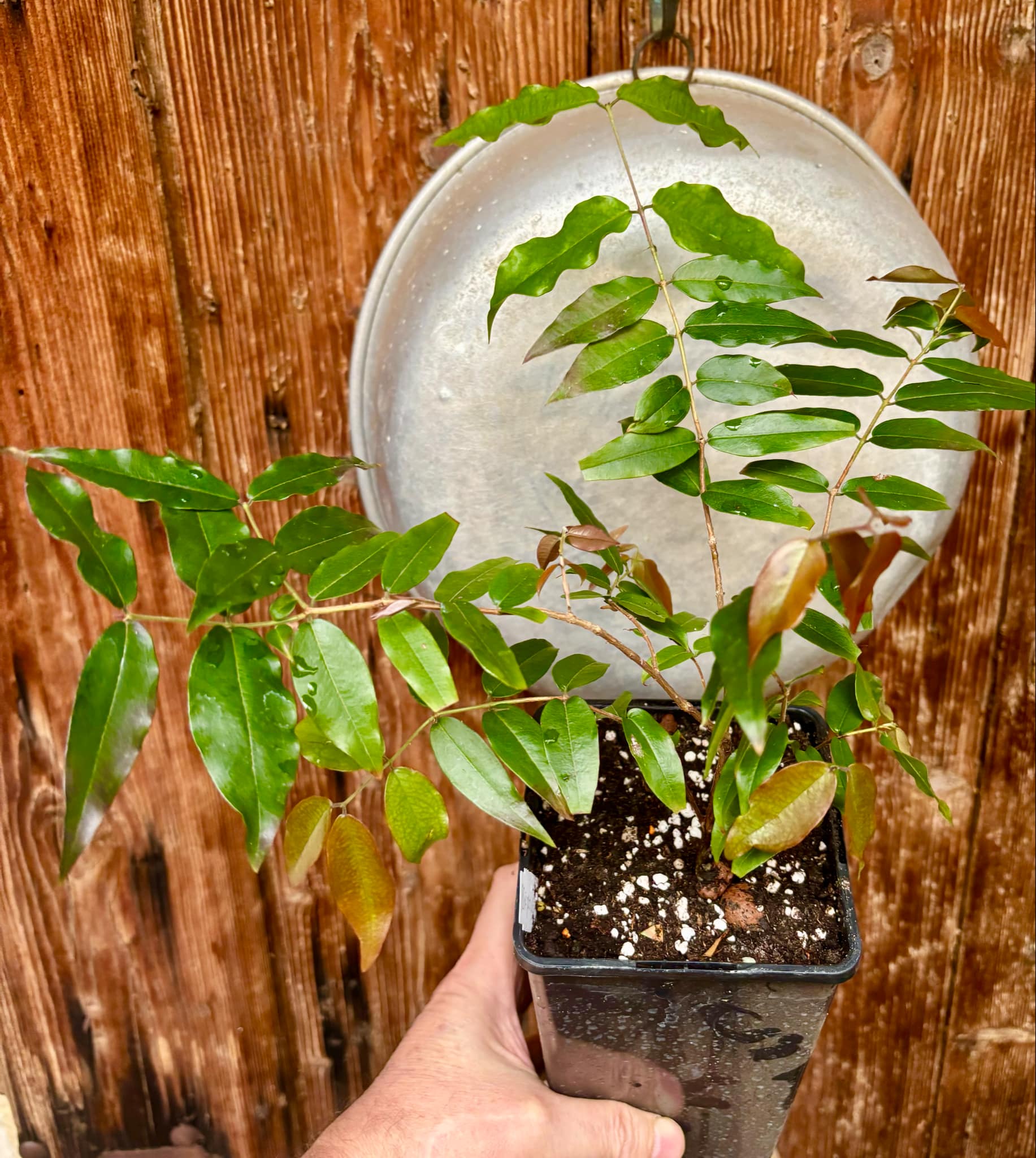 3 years old - Plinia sp peruana - 1 potted plant / 1 getopfte Pflanze