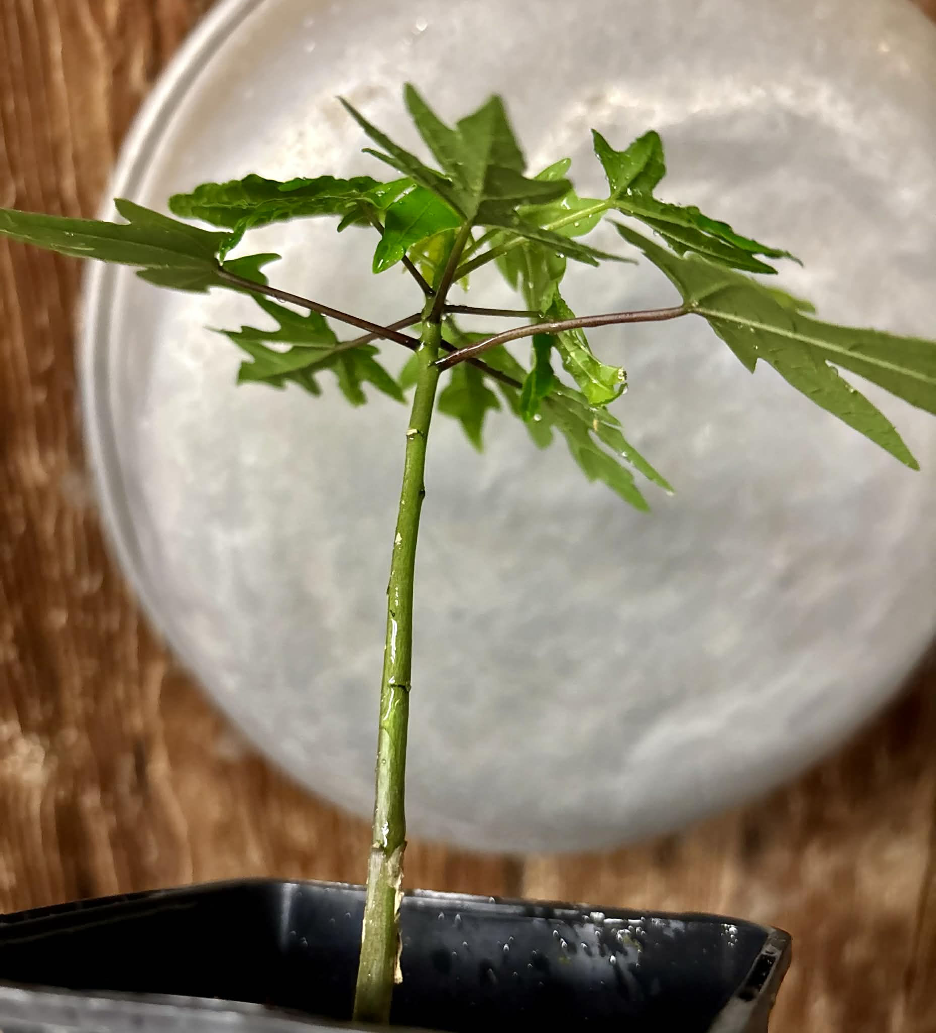 Yellow Krabi Papaya (Carica papaya) - 1 potted seedling / 1 getopfter Sämling